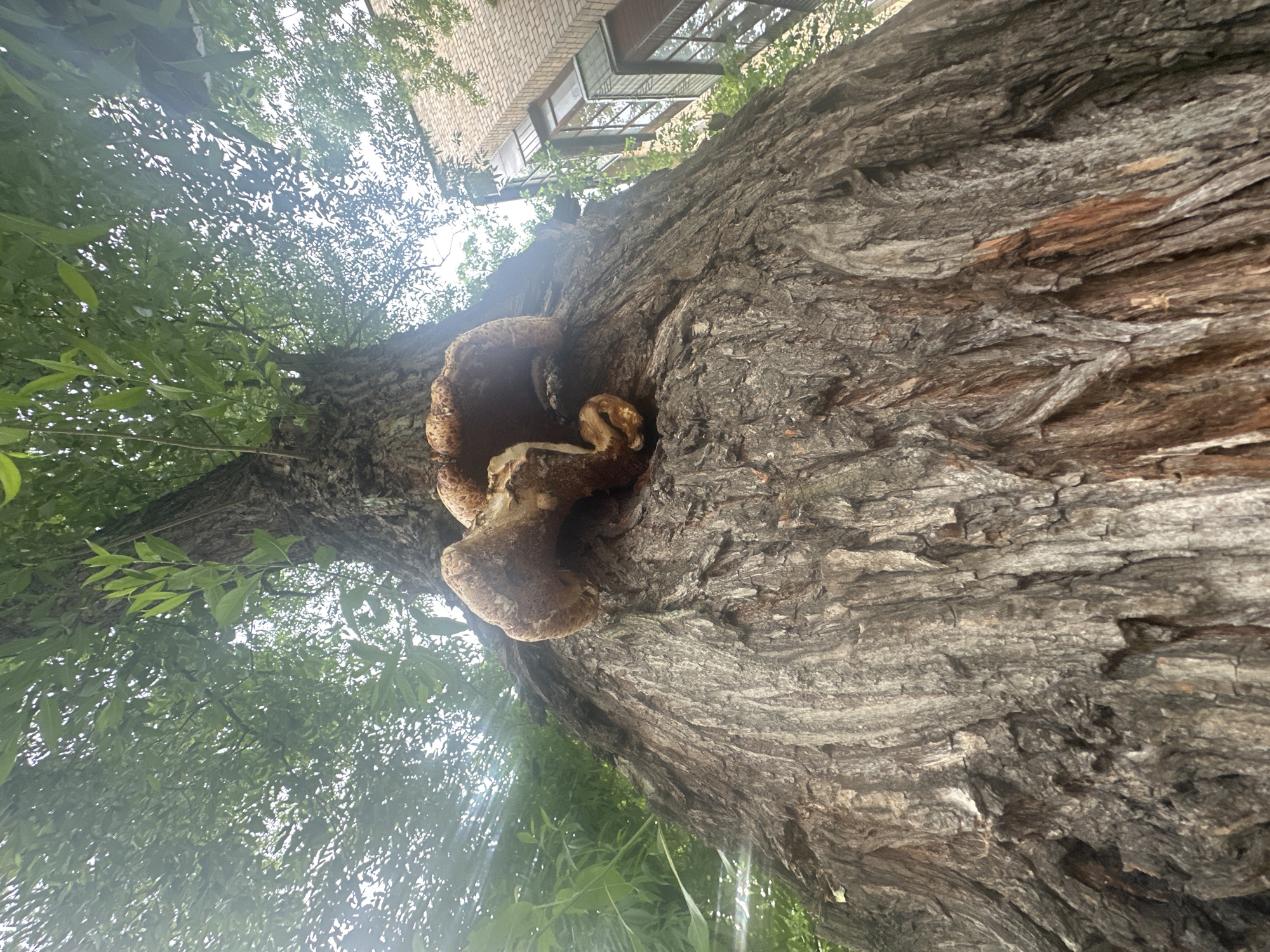 A close-up, low-angle shot captures the rough, textured bark of a large tree trunk. Two large, brown shelf fungi are prominently attached to the trunk, appearing as thick, layered growths. Above and around the trunk, vibrant green leaves create a dappled canopy, filtering sunlight. In the background, the upper floors of a brick building with large windows are visible, suggesting an urban setting. The composition emphasizes the texture and scale of the tree and fungi against the backdrop of the building and foliage. The image appears to be taken in the city of Khimki, Russia.