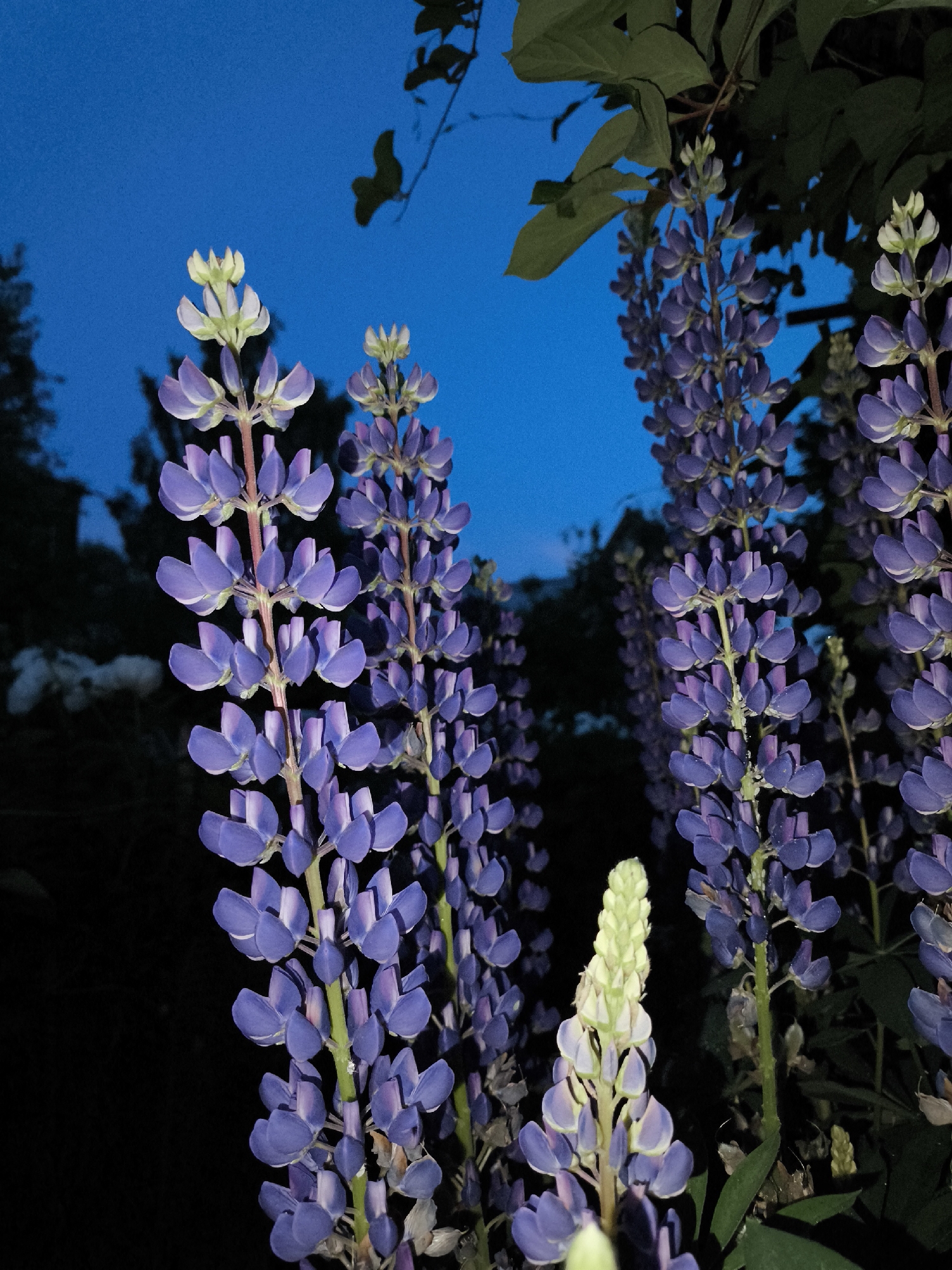 The image is a close-up, low-angle shot of several blooming lupine flowers against a dark blue twilight sky. The flowers are predominantly purple, with some white and pale green buds visible at the top of some stalks. The foreground is dominated by the lupine flowers, with their tall, spiky inflorescences reaching upwards. Dark foliage and branches are visible in the upper right corner, creating a contrast with the bright blue sky. The background is dark and out of focus, suggesting the presence of trees or buildings in the distance. There are no people or animals in the image. The overall mood is serene and natural.