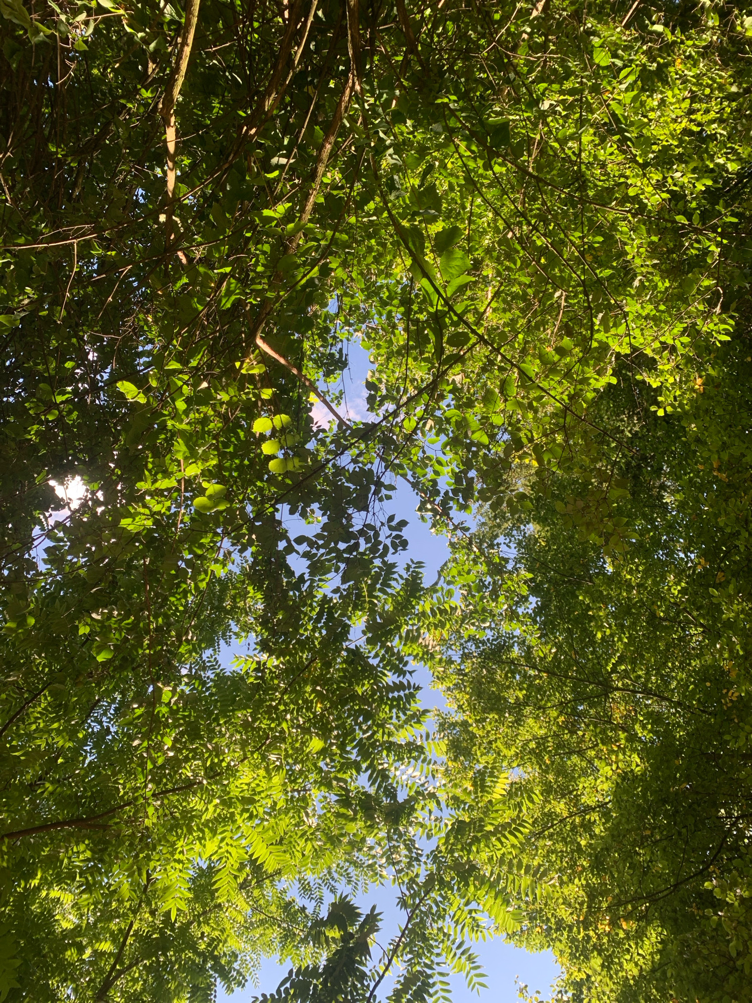 The image shows a view looking directly up through the canopy of green trees, with patches of blue sky visible between the leaves. Sunlight filters through the foliage, creating a dappled effect. The scene appears to be an outdoor natural environment, likely a park or a wooded area. There are no people or identifiable man-made structures visible. The location within the city of Lviv, Ukraine, cannot be determined from the image alone.