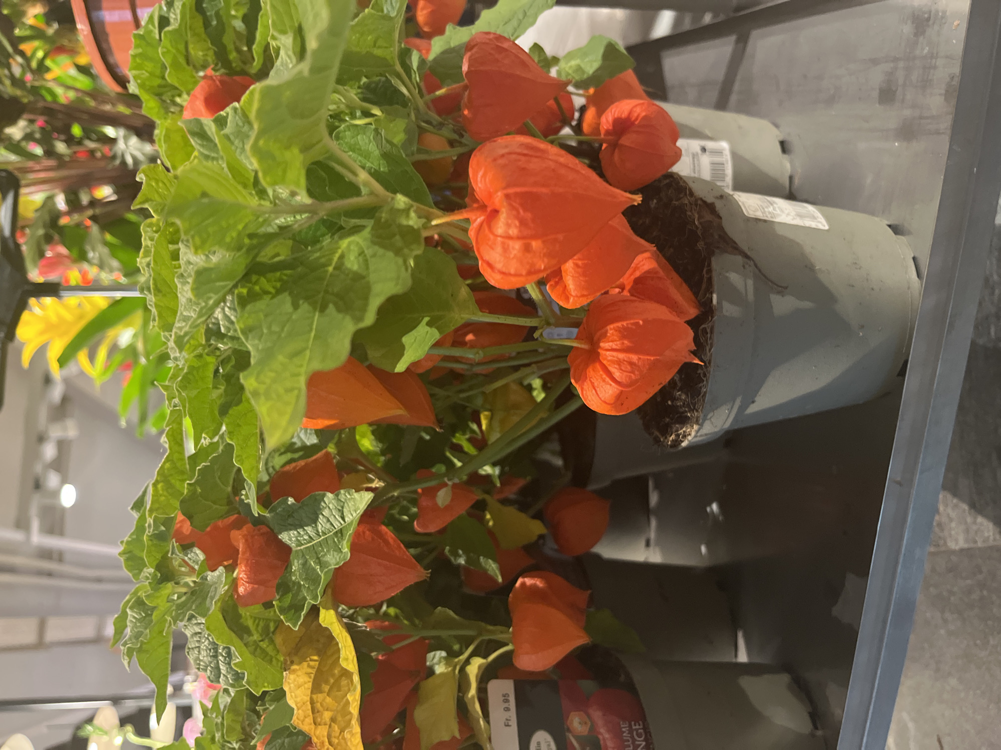 In a retail setting, likely a garden center or flower shop in Geneva, Switzerland, potted plants with vibrant orange, lantern-shaped fruits are displayed on a metal shelf. The plants have lush green leaves, and some have yellowing leaves, indicating a possible stage of the plant's life cycle or seasonal change. The orange fruits, characteristic of Physalis, are the dominant visual element, some partially enclosed in papery calyces. The pots are a muted gray, and one has a label with French text, including "Fr. 9.95", suggesting a price in Swiss Francs. Other potted plants are visible in the background, some with yellow and red foliage, and the environment appears to be indoors with artificial lighting, indicated by the bright spots on the ceiling. There are no people visible in the frame, and the focus is on the botanical display.