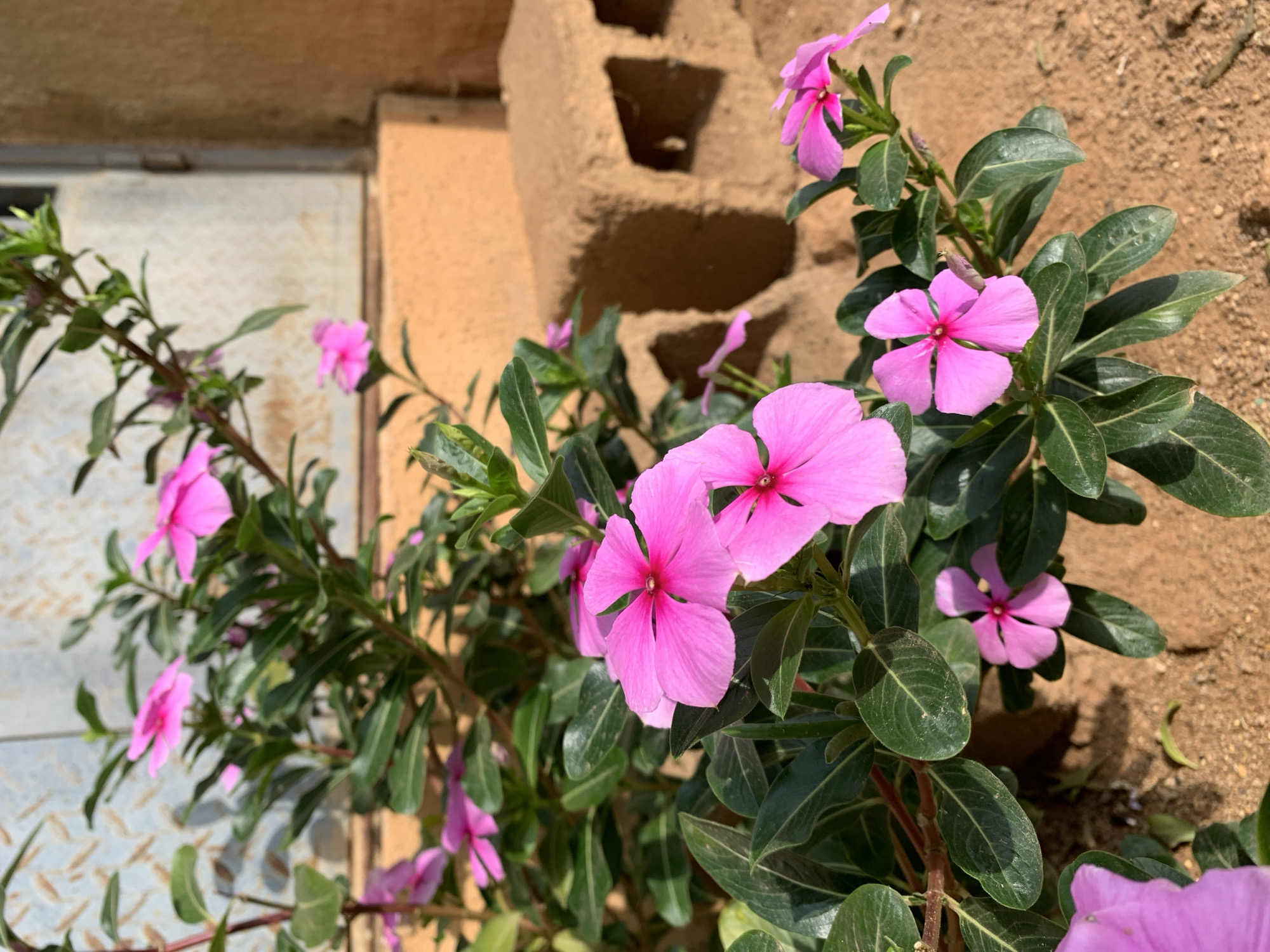 A close-up, eye-level, outdoor shot captures a vibrant plant with bright pink, five-petaled flowers. The flowers are the focal point, with some in sharp focus and others slightly blurred due to the shallow depth of field. The plant has glossy, dark green leaves and stems. The background is a mix of textures and colors: a weathered, metallic surface with a diamond pattern is on the upper left, transitioning to an orange-brown, textured wall and a sun-bleached concrete block in the mid-ground. The ground is covered in reddish-brown soil with scattered pebbles. The lighting suggests a sunny day, casting shadows on the ground and highlighting the flowers. This scene is located in Rafin Par, Nigeria.
