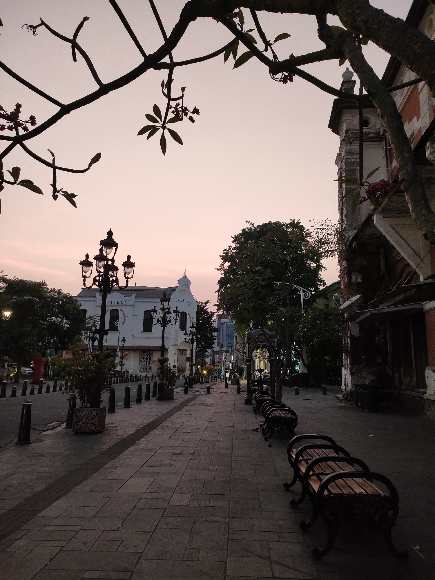 The image captures a street scene in Semarang, Indonesia, likely in the historic Kota Lama district, during twilight. The sky displays a soft, pastel gradient of pink and pale orange, indicating either sunrise or sunset. In the foreground, a cobblestone sidewalk is lined with several ornate, dark-colored benches with wooden slats, facing the street. A shadow of a tree branch extends diagonally across the paving stones. The street itself is paved and appears to be a pedestrian walkway, with a series of dark bollards and planters lining its edge.
To the left of the sidewalk, there is a building with white facades and dark windows, adorned with decorative architectural elements and bearing the name "SPIEGEL" in prominent lettering. In front of this building, an elaborate multi-tiered streetlamp with several illuminated bulbs stands out. Further down the street, more streetlamps and buildings can be seen, some appearing to have colonial-era architecture. Trees with dense foliage are scattered along the street, some partially obscuring the buildings. The branches of a large tree with minimal leaves are silhouetted against the sky in the upper portion of the frame. On the right side of the image, another building with a red and white patterned facade and a crumbling appearance is visible, partially obscured by a tree trunk and branches. The overall atmosphere is calm and quiet, suggesting a peaceful evening in the city.