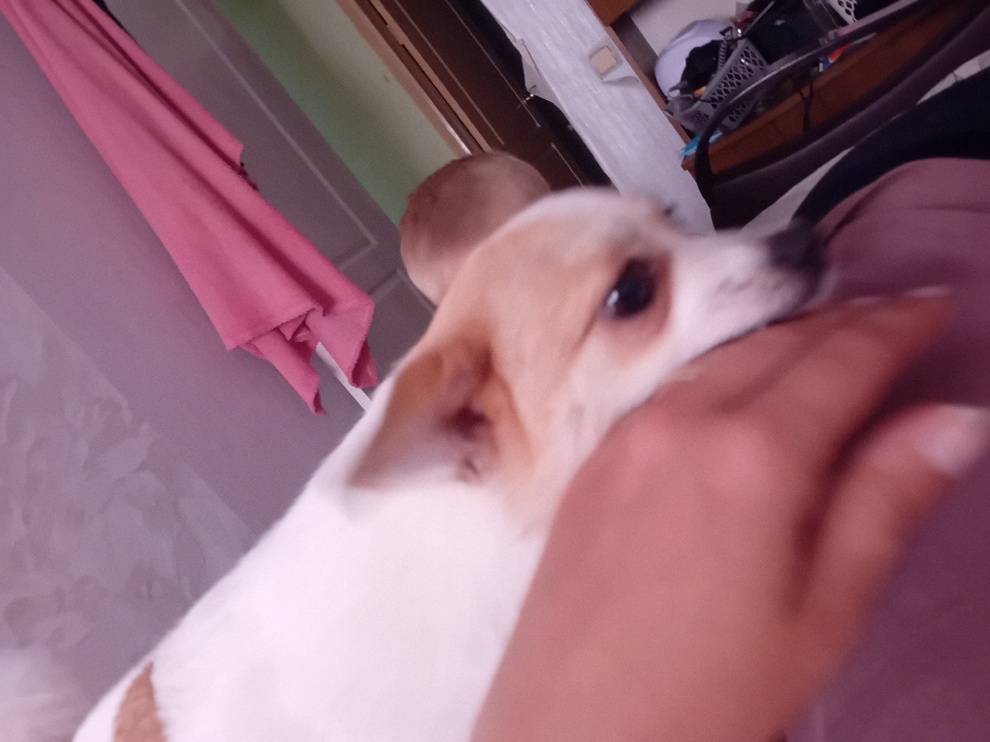 The image, taken in Chuhuiv, Ukraine, shows a close-up perspective of a small dog, possibly a Chihuahua mix, with white and tan markings. The dog is resting its head on a person's arm, which is visible in the foreground. The dog's eye is dark and appears alert. The background is blurred, but hints of a pink fabric, possibly a scarf or blanket, are visible to the left. Further back, a wooden surface, possibly a shelf or furniture, and a basket are discernible. The overall lighting is dim, suggesting an indoor setting.