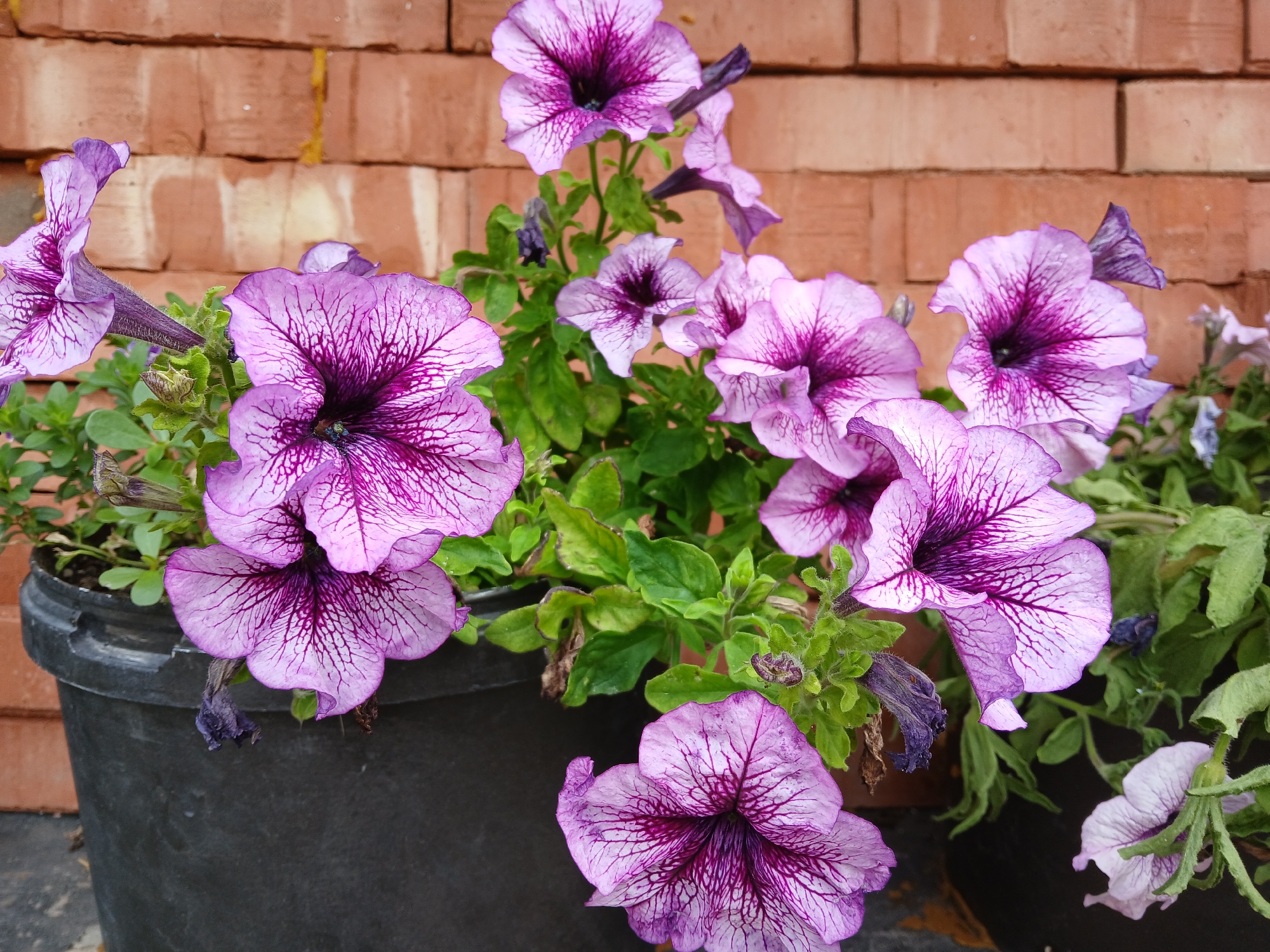 The image shows a close-up of several purple petunias in a black pot, set against a backdrop of orange brickwork. The flowers have intricate dark purple veining on their petals. The bricks are arranged horizontally, with visible mortar lines. The lighting suggests an outdoor setting, likely during the daytime. There are no people visible in the image. The location is described as Cherkessk, Russia.
