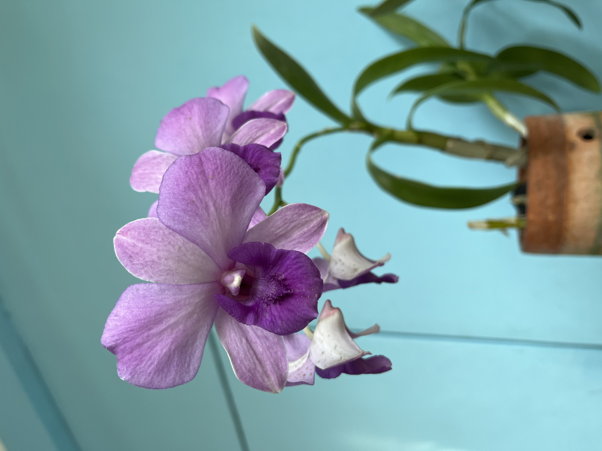 A close-up, eye-level shot captures a cluster of delicate, pale purple orchids with deep purple centers, in bloom. The flowers are positioned on the left side of the frame, with their stems extending downwards towards the right. The background is a soft, solid, light blue, suggesting an indoor setting or a wall. A blurred terracotta pot is visible at the bottom right, holding the orchid plant, with green leaves and stems also out of focus. The lighting appears natural, casting soft shadows. No people are present in the scene. The image is sharpest on the frontmost orchid, with a shallow depth of field.