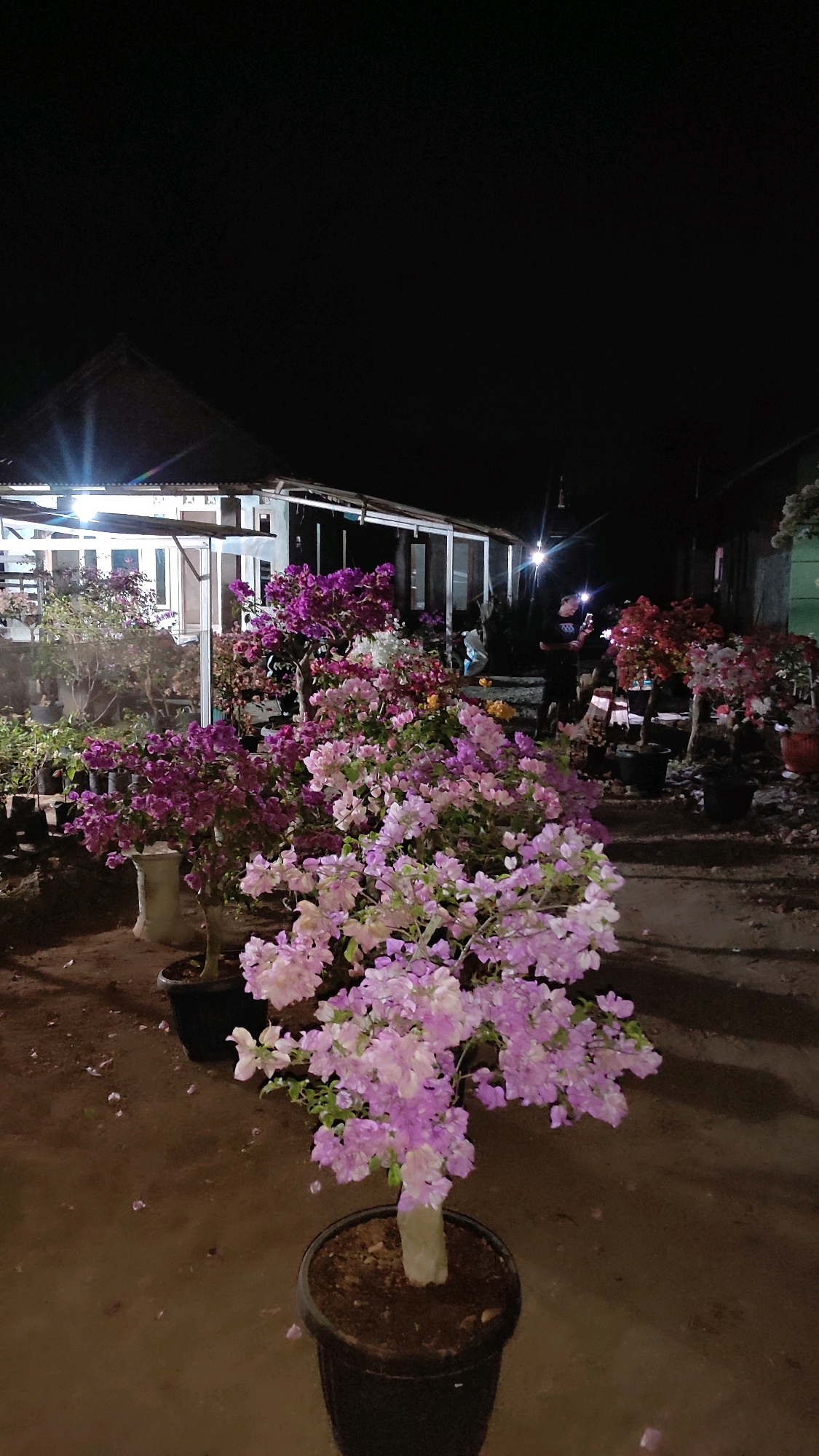 The image depicts an outdoor scene at night in what appears to be a plant nursery or garden center in Tanjungan, Indonesia. The foreground is dominated by several potted bougainvillea plants with vibrant purple and light pink flowers. One particularly prominent light pink bougainvillea is in a black pot in the center of the frame. In the background, a structure resembling a house or building with a pitched roof is visible, illuminated by artificial lights. Several other potted plants, also appearing to be bougainvillea, are arranged around the property. A person is standing in the mid-ground, holding a mobile phone and illuminated by its light. The ground is covered in dirt and scattered petals. The overall atmosphere is serene and illuminated by artificial lighting against the dark night sky.