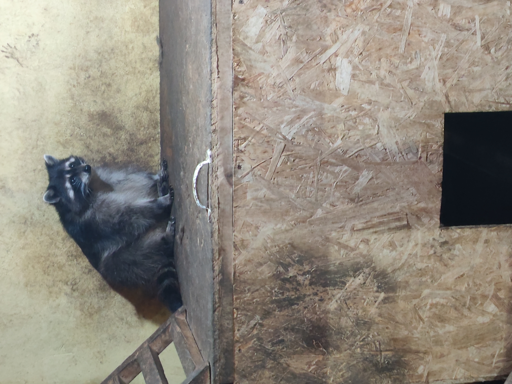 A raccoon is sitting on a wooden surface next to a wooden structure with a dark opening. The raccoon is dark gray and black with white markings around its eyes and muzzle. Its tail is bushy and has black rings. The background is a textured, light yellow wall. A wooden ladder-like object is visible to the left of the raccoon. The wooden structure below the raccoon is made of oriented strand board and has a silver handle on its top surface. The scene appears to be an enclosure or habitat, potentially in an urban setting.