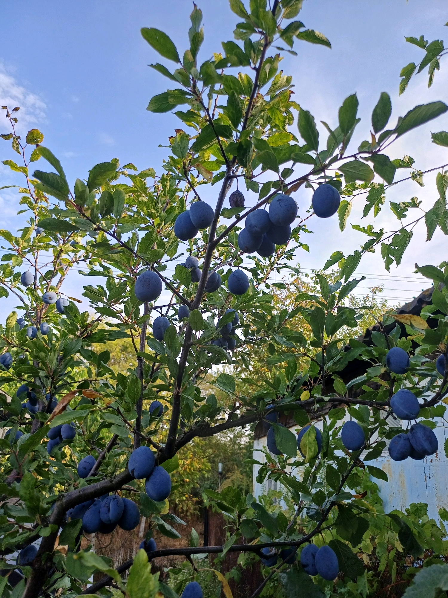 The image depicts a plum tree laden with ripe, dark blue plums, set against a backdrop of a clear blue sky with wispy clouds. The tree branches are thick with green leaves and laden with numerous clusters of fruit, some of which are partially obscured by foliage. In the background, a portion of a white building with blue accents and a weathered roof is visible, suggesting a residential or rural setting. The overall scene conveys a sense of abundance and the natural beauty of a fruit-bearing tree. The image does not contain any people or animals.