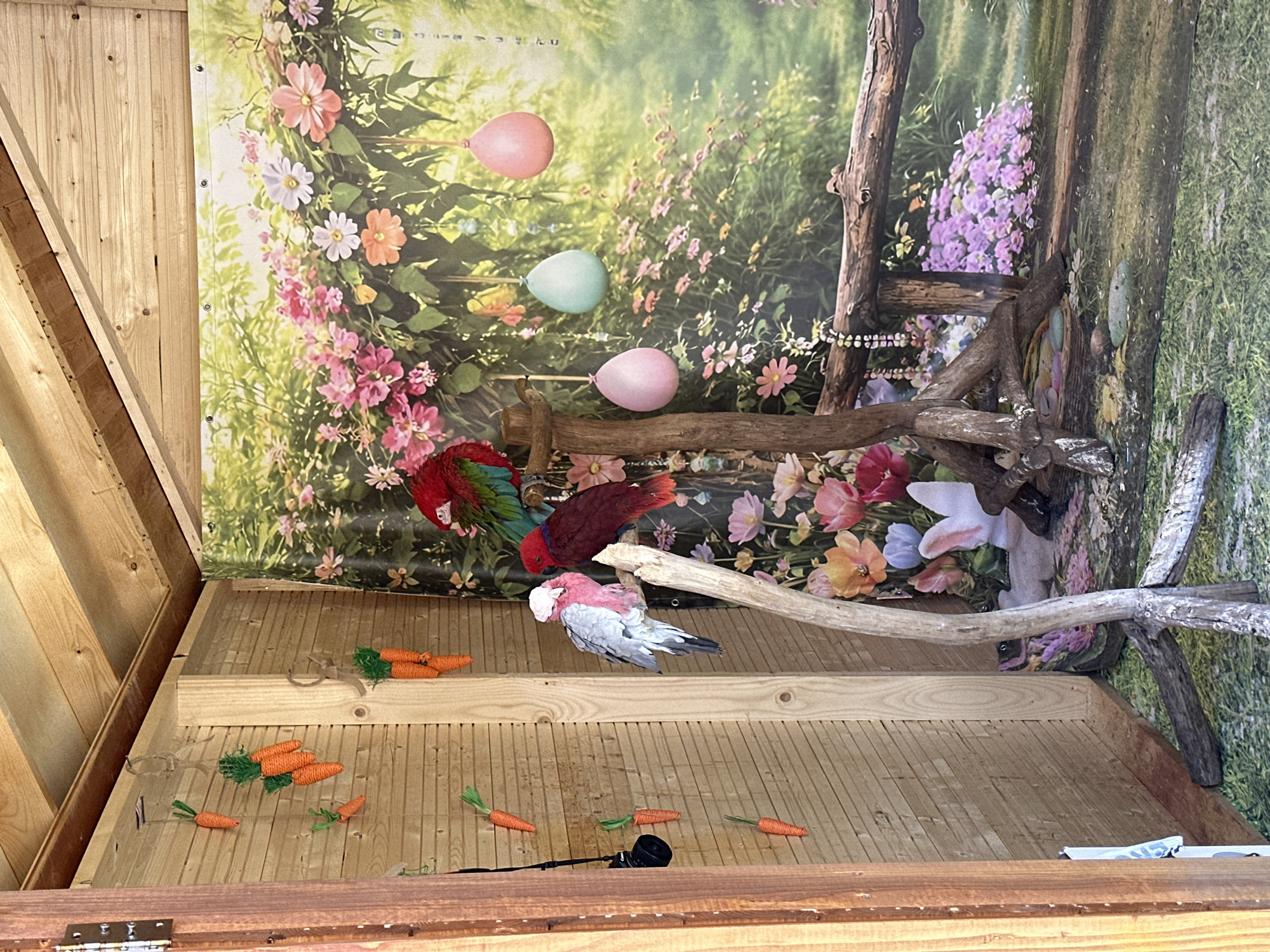 The image shows the interior of a bird enclosure with a backdrop depicting a pastoral scene with flowers, balloons, and a wooden fence. Three parrots are visible: a green and red parrot, a dark red parrot, and a grey and pink galah. The parrots are perched on branches. Several decorative carrots are scattered on the wooden floor of the enclosure. A black camera with a lens cap is present on the floor. The location is Sofia, Bulgaria.