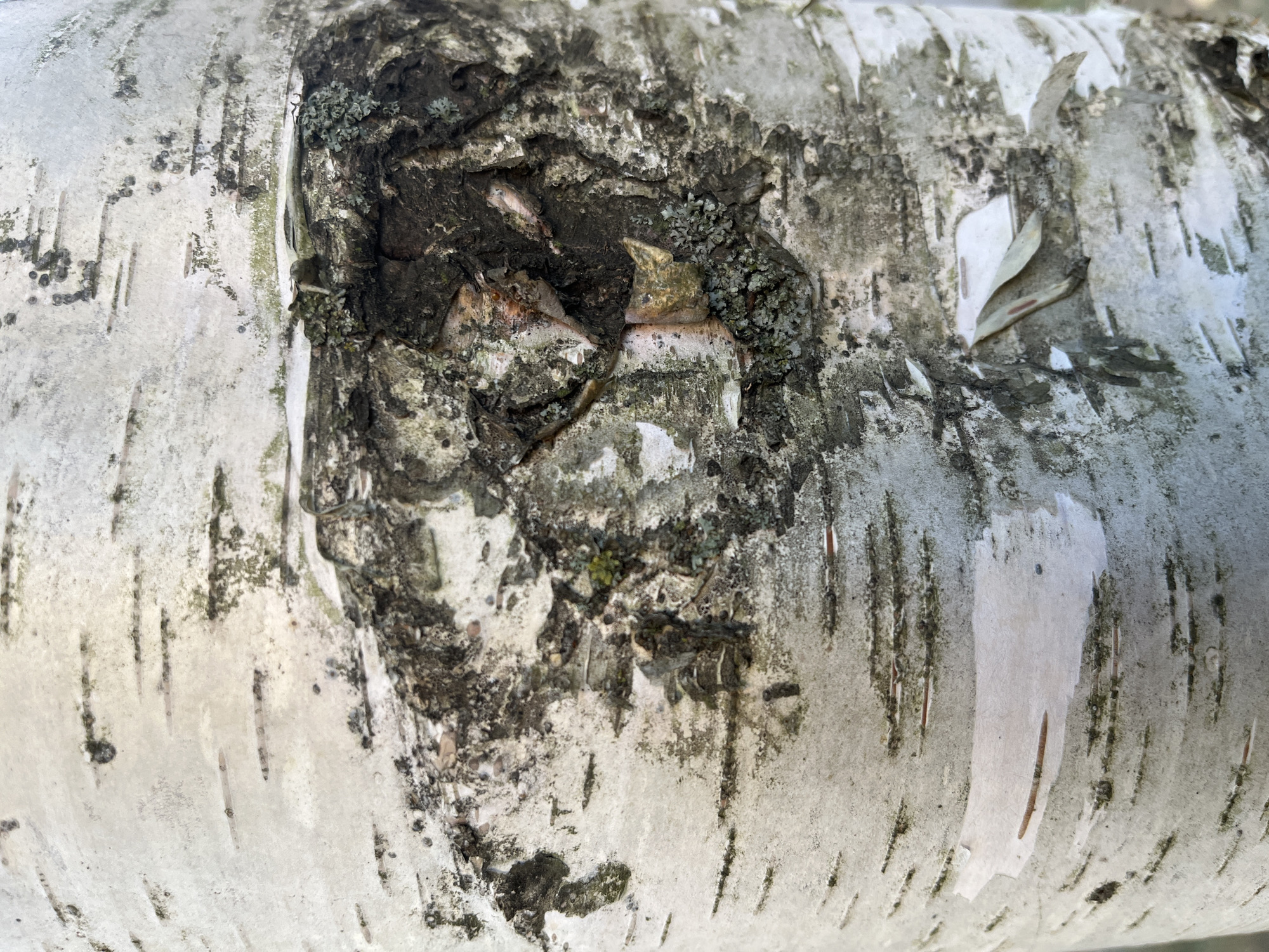 The image is a close-up, detailed view of the textured bark of a birch tree. The bark is predominantly white with horizontal black striations, typical of birch trees. There are patches of dark, rougher bark, and some areas show signs of peeling or flaking. Greenish-gray lichen is visible on some of the darker, textured areas. The lighting suggests an outdoor setting, likely during the day. The image focuses solely on the tree bark and does not contain any people, animals, or other objects. The specific location in Nemchinovka, Russia, is not discernible from the visual information presented in the image itself.
