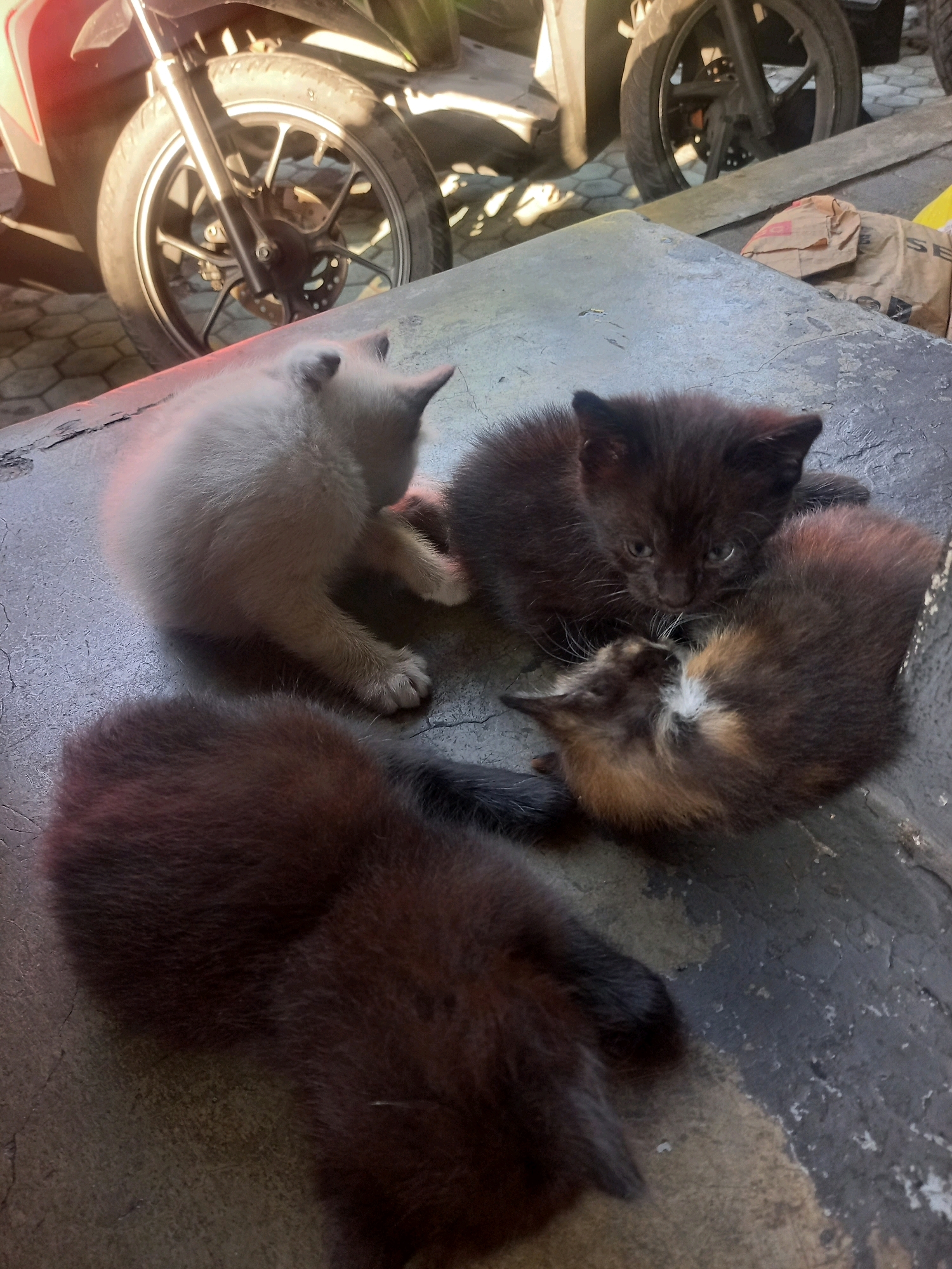 Four kittens are on a concrete surface. The kitten on the left is light gray, while the other three are dark brown, black, and calico. The kittens are near a motorcycle tire, which is part of a motorcycle that appears to be a Yamaha Mio, a common model in Indonesia. In the background, there are some brown paper bags, suggesting the scene is in an urban outdoor setting, potentially in Surabaya, Indonesia, where Yamaha Mio motorcycles are frequently seen. The kittens are clustered together, some appearing to be sleeping or resting.