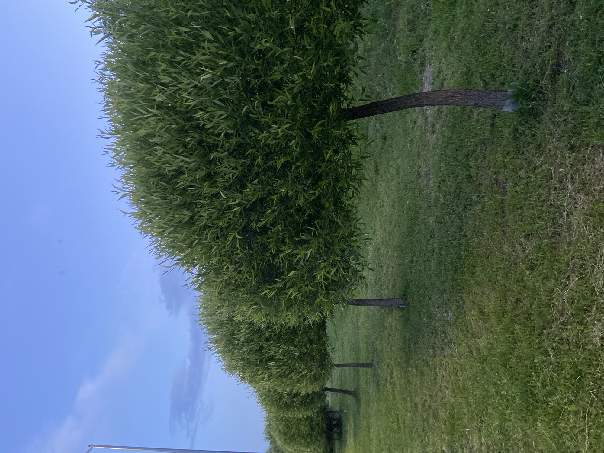 A line of trees with rounded canopies stands on a grassy area in Votkinsk, Russia. The sky above is a pale blue with a few wispy clouds. A light pole is visible on the left side of the frame, partially obscured by the trees. The ground is covered in green grass, with some patches of longer grass and scattered weeds. The trees appear to be young, with slender trunks and lush green foliage. The scene suggests a park or a well-maintained public space.