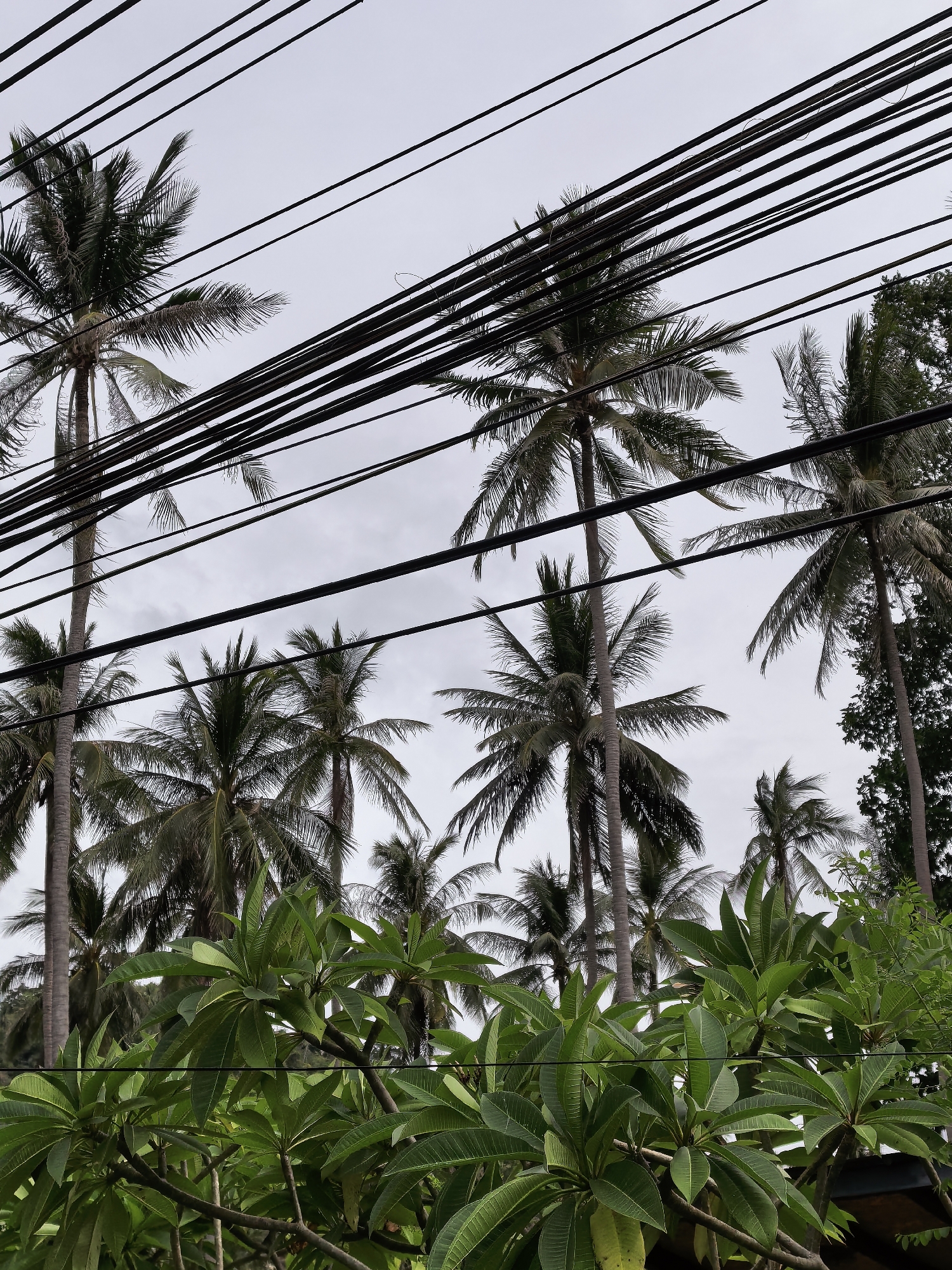 The image depicts a cluster of palm trees and lush green foliage, with a sky that appears overcast or hazy in the background. A prominent feature of the image is a dense network of black electrical wires stretching across the frame, obscuring parts of the trees and sky. The foreground is dominated by broad, green leaves of what appears to be a frangipani tree. In the midground and background, various palm trees of different heights are visible. The overall scene suggests an outdoor setting, possibly in a tropical urban or semi-urban environment, consistent with locations like Ko Samui District, Thailand, where such overhead wiring and tropical vegetation are common. There are no people or discernible actions in the image. The lighting suggests it is daytime.