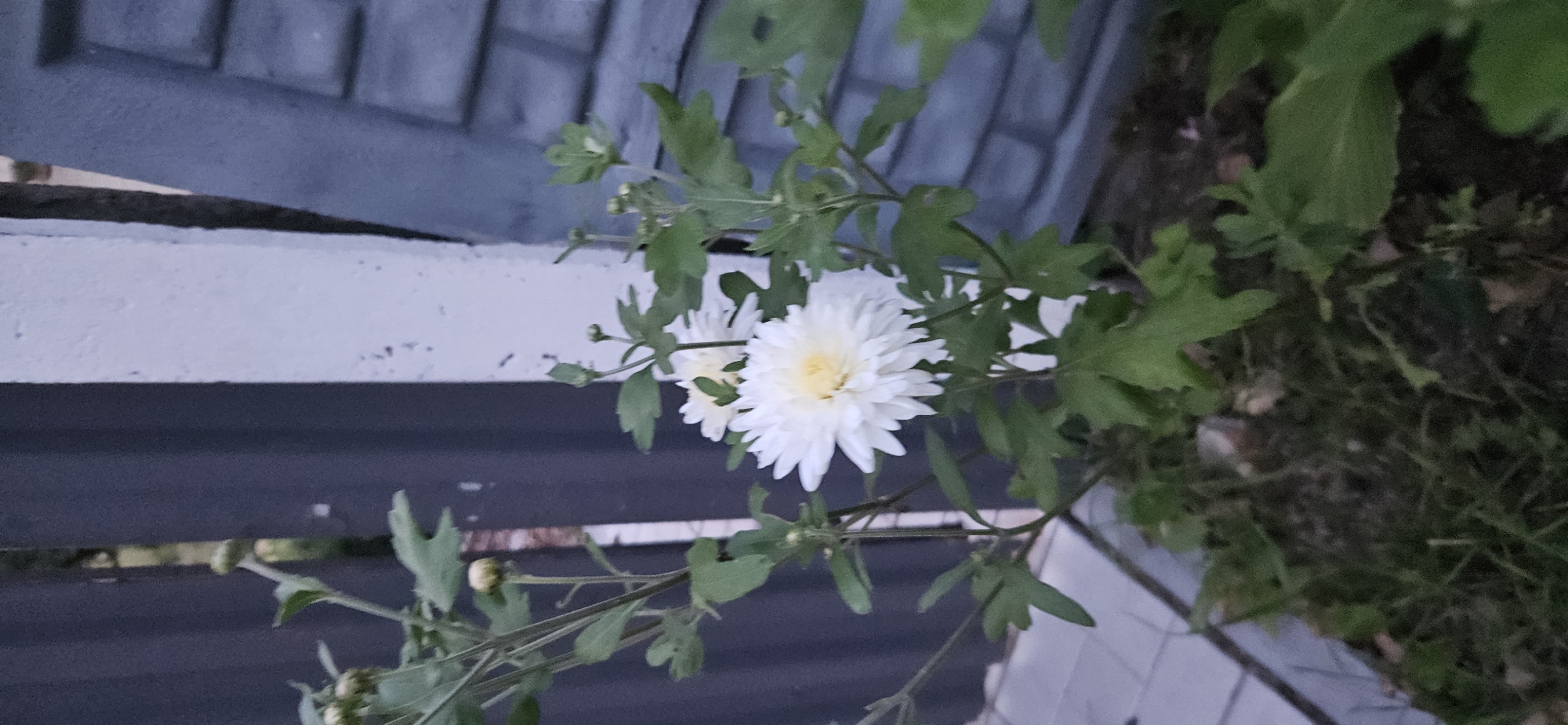 This is a vertical, medium-shot, outdoor photograph of a white chrysanthemum with a yellow center, blooming on a plant. The flower is positioned in the lower right quadrant of the image, with its petals fanned out. There are several green leaves and unopened buds surrounding the prominent bloom. In the background, a dark gray corrugated metal fence runs vertically on the left side of the image, partially obscuring a light gray concrete pillar. To the right of the pillar, a section of a blue brick wall is visible. The ground beneath the plant appears to be covered in dark soil and some sparse green grass. The lighting suggests it is likely dusk or an overcast day, creating a somewhat muted color palette. The scene is set in an urban environment, though the specific location within Vitsebsk, Belarus, is not discernible from the visual information provided. There are no people or animals present in the image.