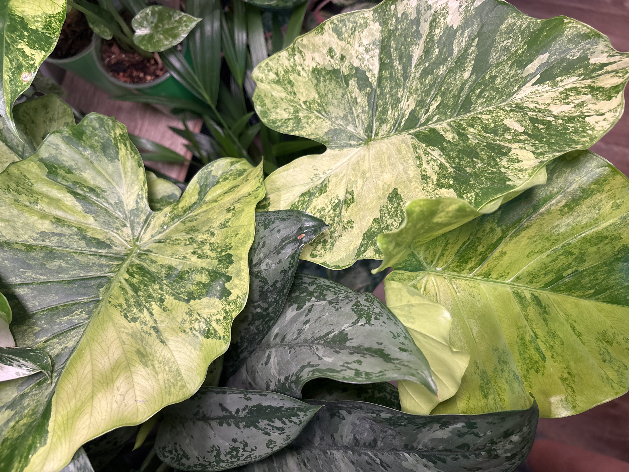 The image shows a close-up view of several large, variegated plant leaves with shades of green, yellow, and white. The leaves are lush and appear to be indoors, likely as part of a home or shop's plant collection. The backdrop consists of other greenery, including some smaller leaves and the rim of a green pot, suggesting these are potted plants. The lighting is natural and casts soft shadows, highlighting the intricate patterns and textures of the leaves. There are no people or discernible landmarks to indicate a specific location within Mikhaylovsk, Russia; it is a generic depiction of houseplants.