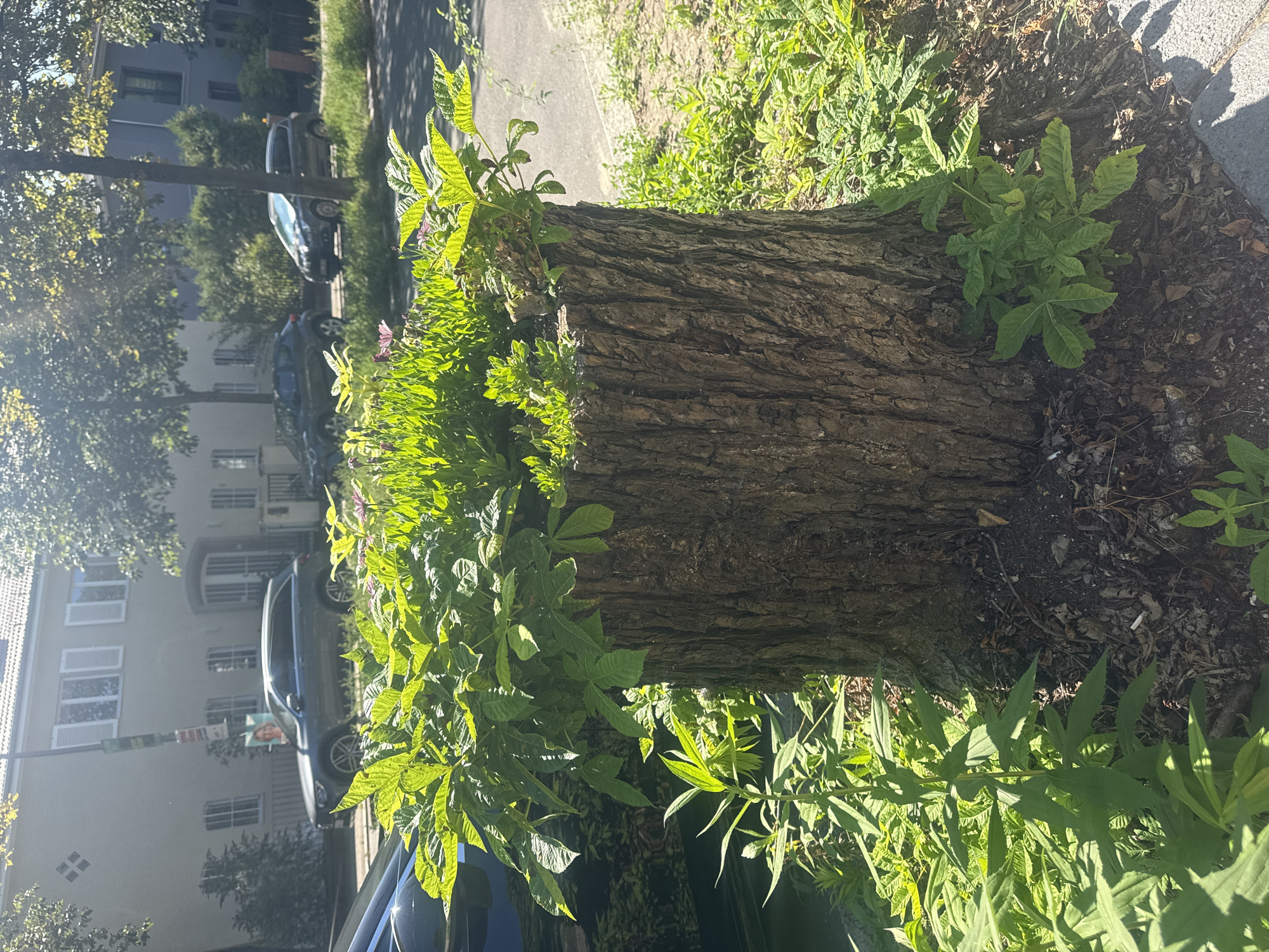 This is a medium-angle, eye-level, vertical shot of a tree stump filled with plants, situated on a sidewalk in Berlin, Germany. The stump is large and appears to be made of rough, textured wood. It is filled with a variety of green plants, some with small pink flowers, creating a natural planter. The stump is surrounded by more greenery and mulch. In the background, there is a paved street with several cars parked and driving, and residential buildings with windows and shutters. The sun is shining brightly, casting shadows and highlighting the vibrant green of the plants. The image conveys a sense of urban nature, where a dead tree has been repurposed as a planter.