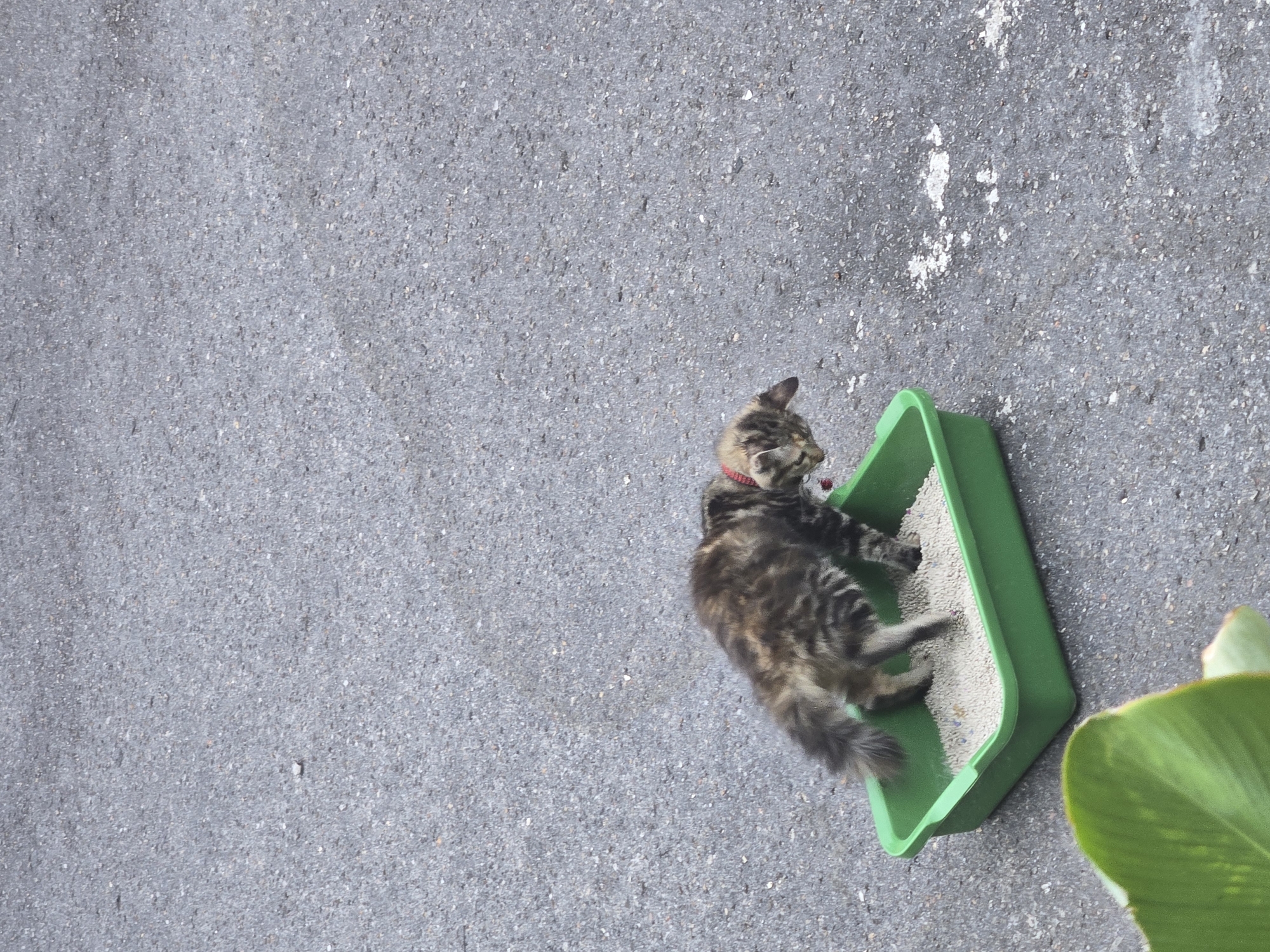In Sungailiat, Indonesia, a brown and black tabby cat with a red collar is using a green litter box filled with light-colored litter, situated on a grey asphalt surface. The cat is positioned in the center of the litter box, with its hindquarters raised and head lowered as if in the process of defecation. A large, green leaf is visible in the lower left corner of the image, partially obscuring the scene. The background consists of the grey asphalt and a small white stain, suggesting an outdoor environment.