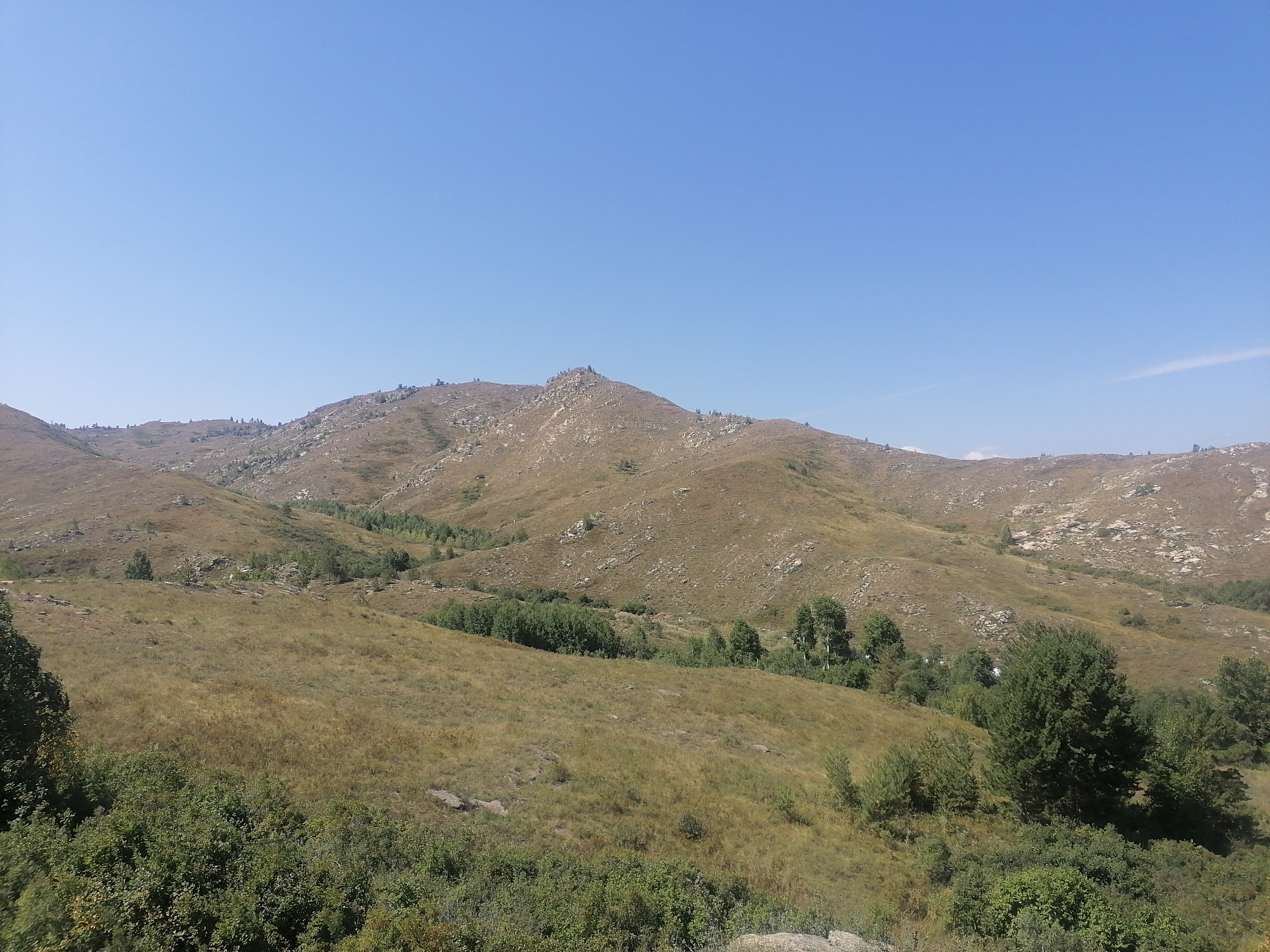 A wide, panoramic view captures a barren, mountainous landscape under a clear, bright blue sky. The terrain is characterized by rolling hills covered in dry, golden-brown grass, interspersed with scattered patches of small, green trees and shrubs. Rocky outcrops and exposed stone are visible on the slopes of the hills, particularly towards the upper parts of the scene. In the distance, a more prominent peak rises, its summit appearing rugged and rocky with sparse vegetation. The lower foreground is dominated by a denser growth of green bushes and trees, with some larger trees standing out against the drier grass. The overall impression is one of a dry, arid, and sparsely vegetated mountainous region, likely in a rural or natural setting. The location is the city of New Bukhtarma, Kazakhstan.