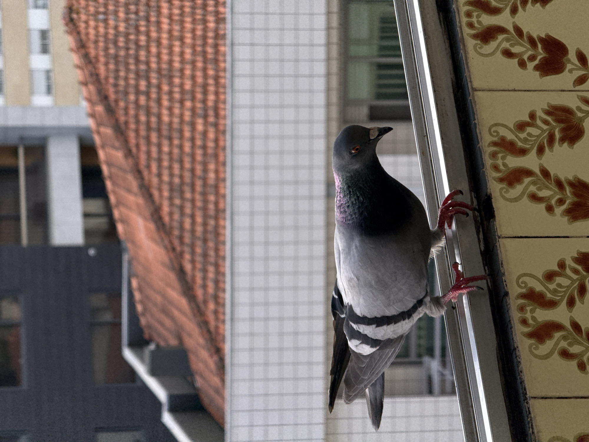 A rock pigeon (Columba livia domestica) stands on a metallic window frame or railing in Vila Nova de Gaia, Portugal. The pigeon, centered and dominant in the frame, exhibits grey body plumage, two distinct black bars on each folded wing, a dark head with an orange eye, iridescent purple-green feathers on its neck, and pinkish-red feet with black talons. Its head is lowered and angled slightly to the right, appearing to gaze downwards. Immediately below the frame, a segment of a building facade is visible, clad in light-colored ceramic tiles featuring a repetitive pattern of reddish-brown and orange stylized floral or foliate motifs. The background, out of focus, reveals an urban environment consisting of multiple buildings: a white building with a grid-like texture is visible behind the pigeon's body, above which a prominent, steeply pitched terracotta-tiled roof extends. Further back and to the left, a darker, multi-story building with visible windows is present, while a lighter-colored building is partially visible to the right. No human subjects are depicted.