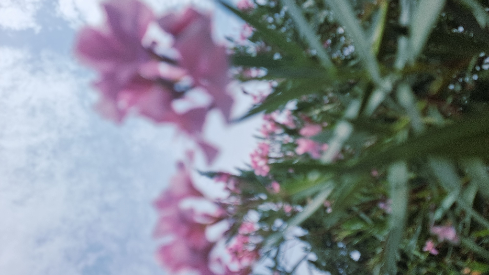 A low-angle, blurred photograph captures a cluster of pink oleander flowers and green foliage against a sky with wispy clouds. The image is out of focus, giving it an impressionistic quality. It is not possible to determine the exact location within Castelló d'Empúries, Spain from this image alone. No people, actions, or interactions are visible. The environment appears to be outdoors.