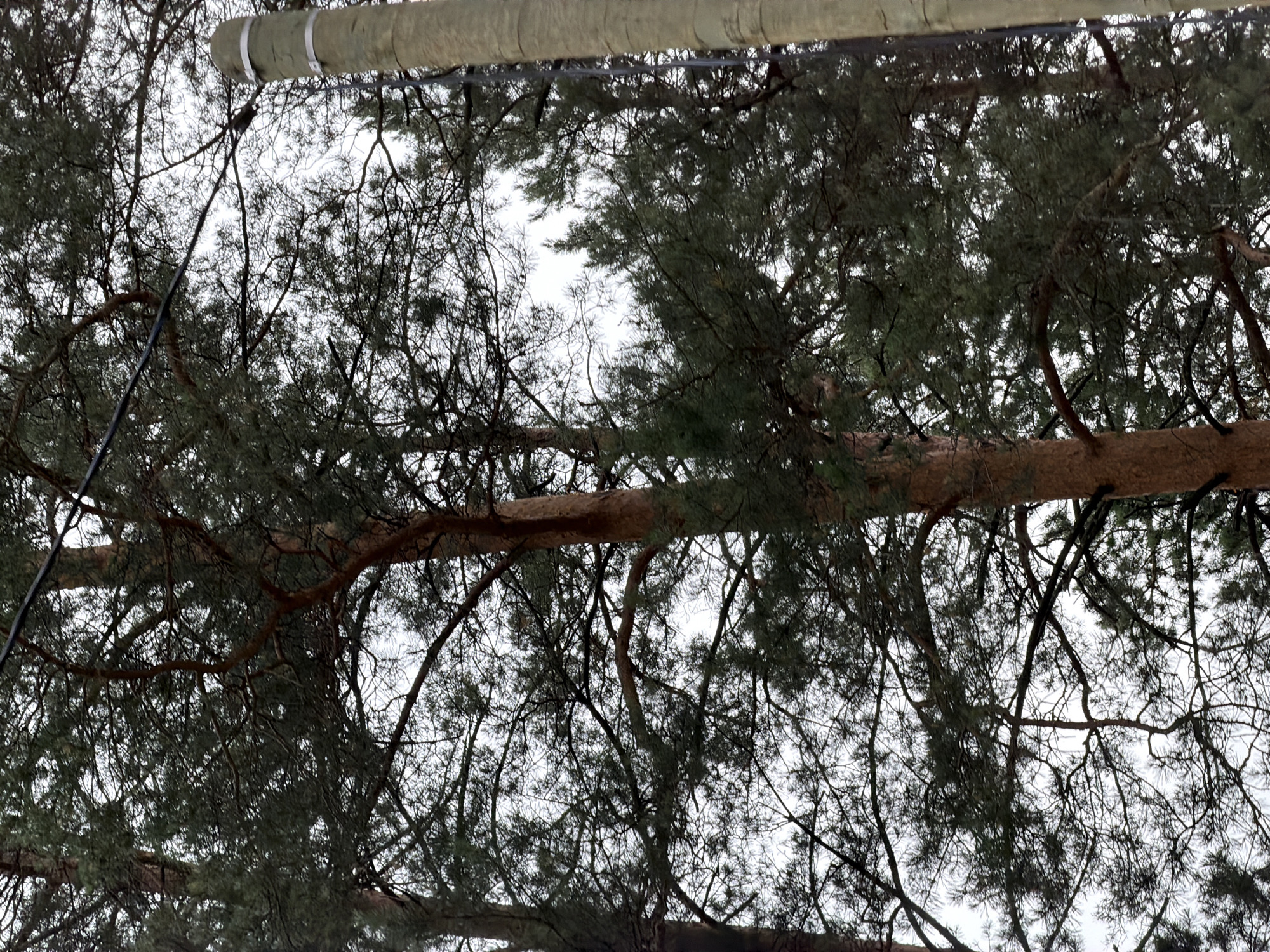 The image shows a close-up view of several tall pine trees with dense evergreen foliage. The sky is overcast and white, suggesting a cloudy day. In the foreground, to the right, a vertical wooden pole is visible, with two metallic bands around it. A dark cable or wire is stretched horizontally across the upper part of the image, passing between the trees. The image is taken in a natural environment, possibly a forest or park, in the city of Ust-Sema, Russia. No people or animals are visible in the frame.