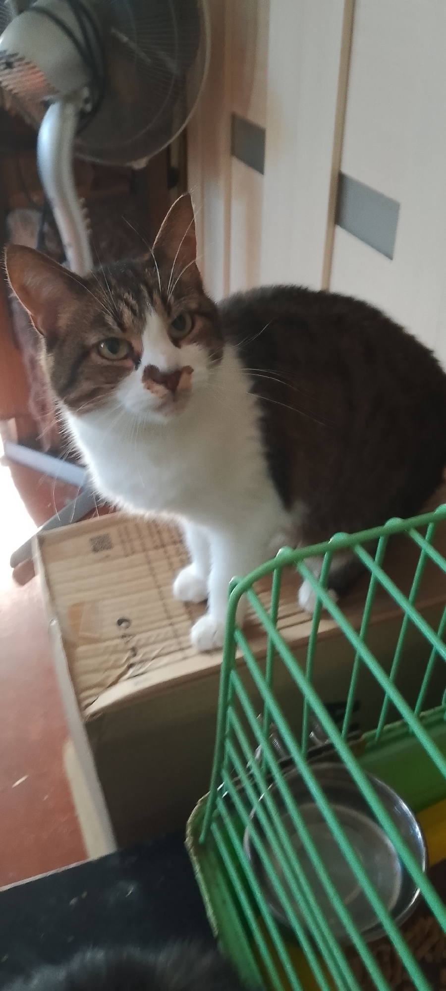 An indoor, eye-level, medium shot captures a tabby and white cat perched on a cardboard box. The cat is facing the camera with its head tilted slightly. Its left ear is pointed upward, while its right ear is slightly flattened. The cat's fur is predominantly brown and white, with distinct tabby markings on its head and back. Its eyes are green and appear to be looking directly at the viewer. A small patch of light brown fur is visible on the cat's nose. The background is blurred, but a silver fan is visible to the left of the cat. To the right, a green metal cage with a metal bowl inside is partially visible. The scene appears to be a residential interior, possibly a room in Belgorod, Russia, given the context provided. The lighting is somewhat dim, with the primary light source appearing to be from the left, casting a shadow on the cat's right side.