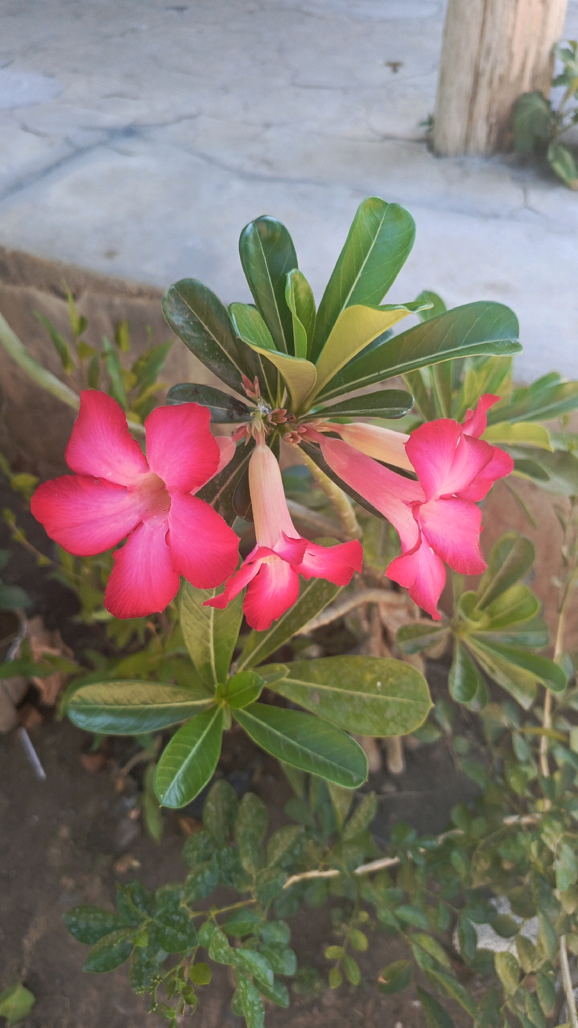 A close-up, high-angle shot features vibrant pink desert rose flowers with five petals each, some fully open and others partially bloomed. The flowers are accompanied by lush green, leathery leaves. The background is softly blurred, revealing a light-colored, cracked concrete surface, a rough-textured wooden post, and dark soil with small green plants. The scene is outdoors, likely in a garden or yard, suggesting a warm climate typical of Bajang, Indonesia. There are no people or animals present. The lighting appears natural, indicating daylight.