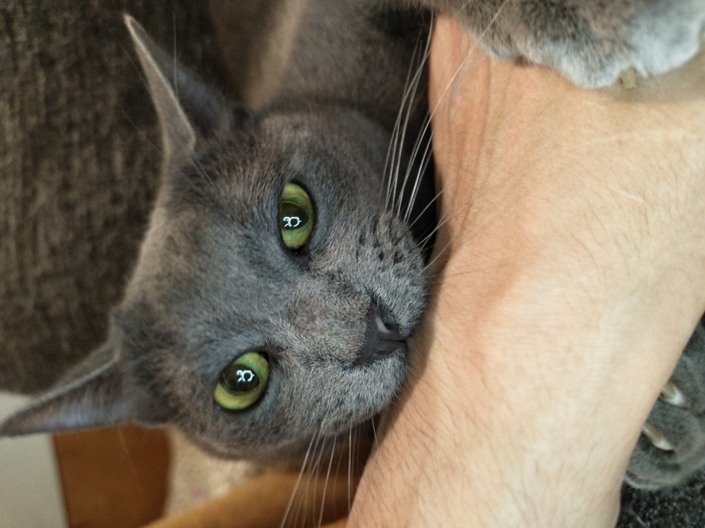 An extreme close-up shot captures a grey cat's face and a human arm, both in sharp focus. The cat's bright green eyes, with distinct reflections in their pupils, are the central focus. Its whiskers are fanned out, and its nose is visible. The cat is resting its head on the arm of an unseen person. The arm is pale with visible pores and a few faint marks. The background is blurred, showing a muted grey texture and hints of brown. The image is tightly cropped, emphasizing the textures and colors of the cat and the arm.
