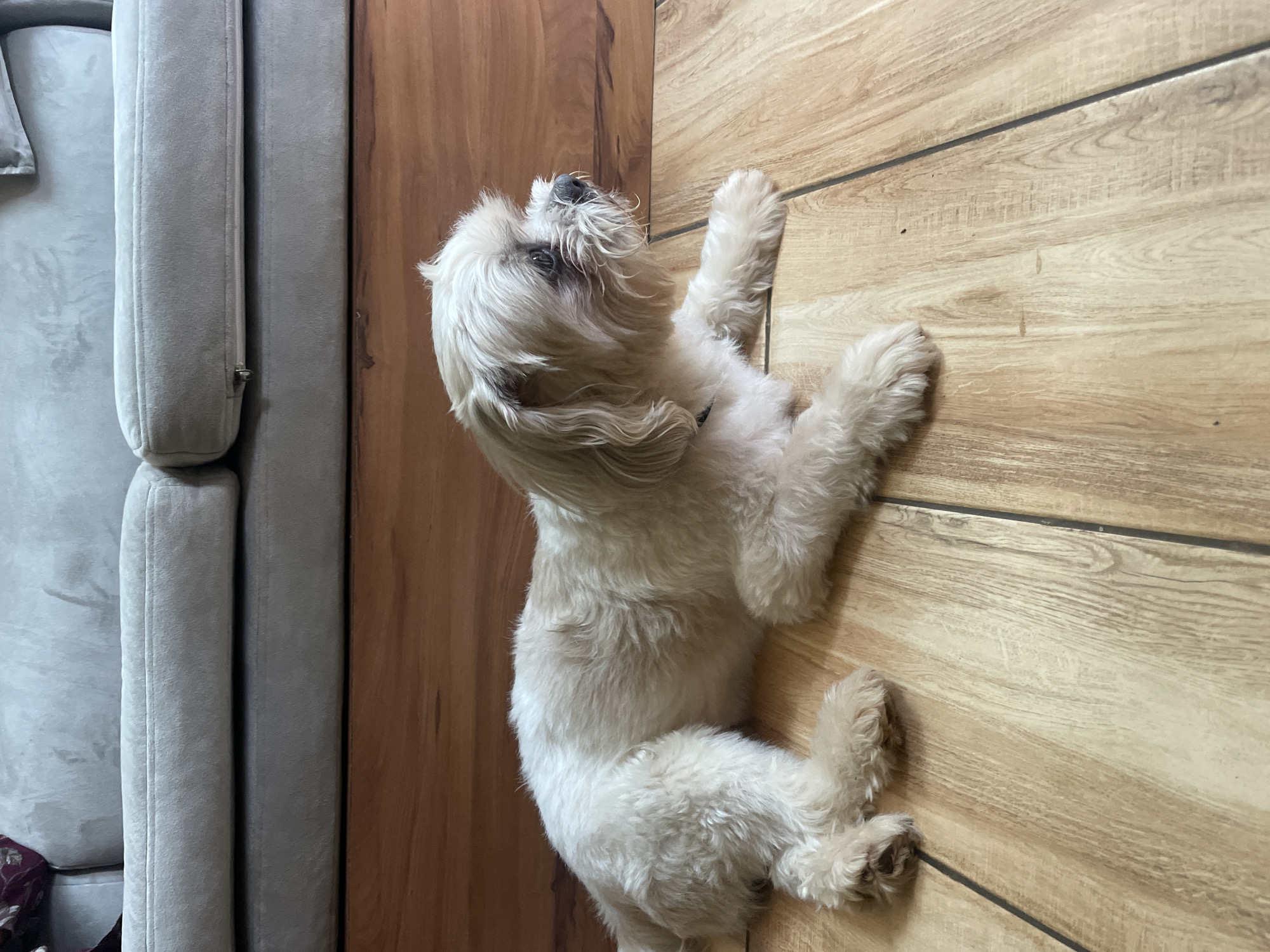 A small, fluffy dog with light cream and white fur is lying on its back and side on a light-colored wooden floor. The dog appears to be a Shih Tzu or a similar small breed, characterized by its long, somewhat shaggy coat and floppy ears. Its front paws are extended upwards, and its head is tilted back, looking towards the top of the frame, suggesting a moment of playfulness or relaxed curiosity. Darker markings are visible around its eyes.
The wooden floor consists of light tan planks with visible wood grain patterns, separated by thin, dark lines. To the left of the dog, a light gray upholstered sofa or couch is visible. The sofa has distinct cushions with vertical seams and a visible zipper on one of its elements. Between the sofa and the wooden floor, a darker wooden panel or door frame runs vertically. The lighting in the indoor setting appears bright and natural, creating soft shadows. There is no visible text in the image. The scene is set in Dhundshi, India.