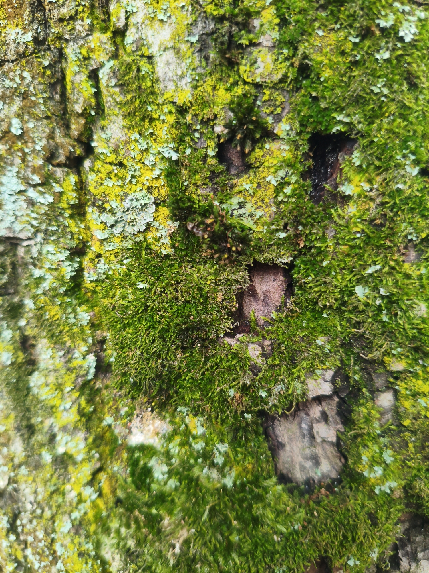 The image is a close-up, vertical shot of tree bark covered in patches of vibrant green moss and yellow-green lichen. The bark itself has a rough, textured surface with crevices and dark, wet areas. The moss appears dense and plush in some areas, while other patches are thinner and more delicate. The lichen is scattered throughout, adding pops of bright color and a slightly powdery texture. There is no indication of human presence or any identifiable location within the city of Kremenchuk, Ukraine.