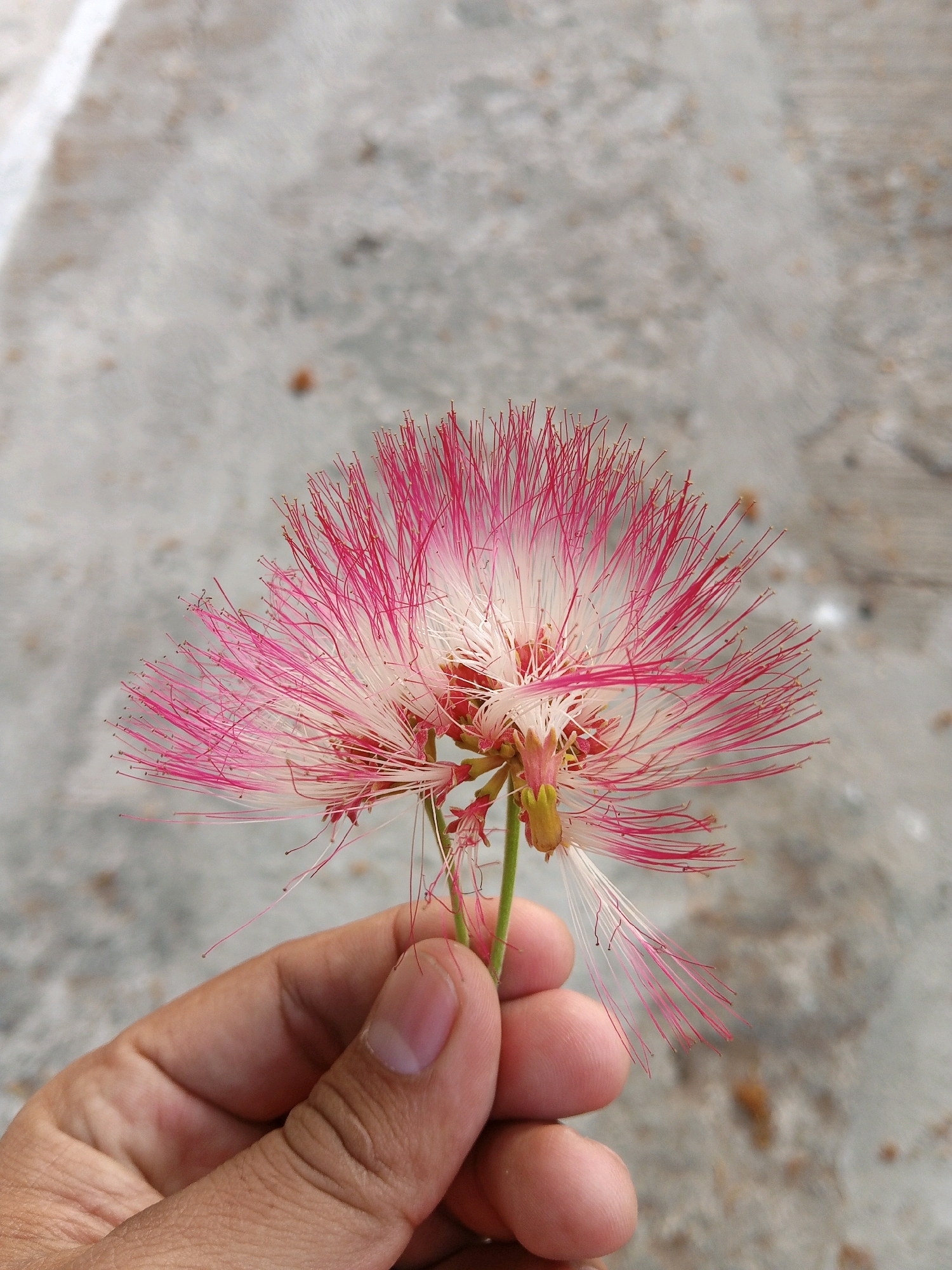 A close-up, eye-level shot shows a hand holding a pink and white flower with feathery petals against a blurred gray concrete background. The flower's stamens are delicate and extend outwards, some tipped with pink and others white. The hand is positioned in the lower-left quadrant of the frame, with the thumb and index finger gently supporting the flower's stem. The concrete surface appears slightly textured and speckled with small, darker particles, typical of outdoor urban environments. The scene suggests a moment of appreciation for nature within a city. The photo was taken on July 23, 2024, at approximately 2:48 PM in Plesan, Indonesia.