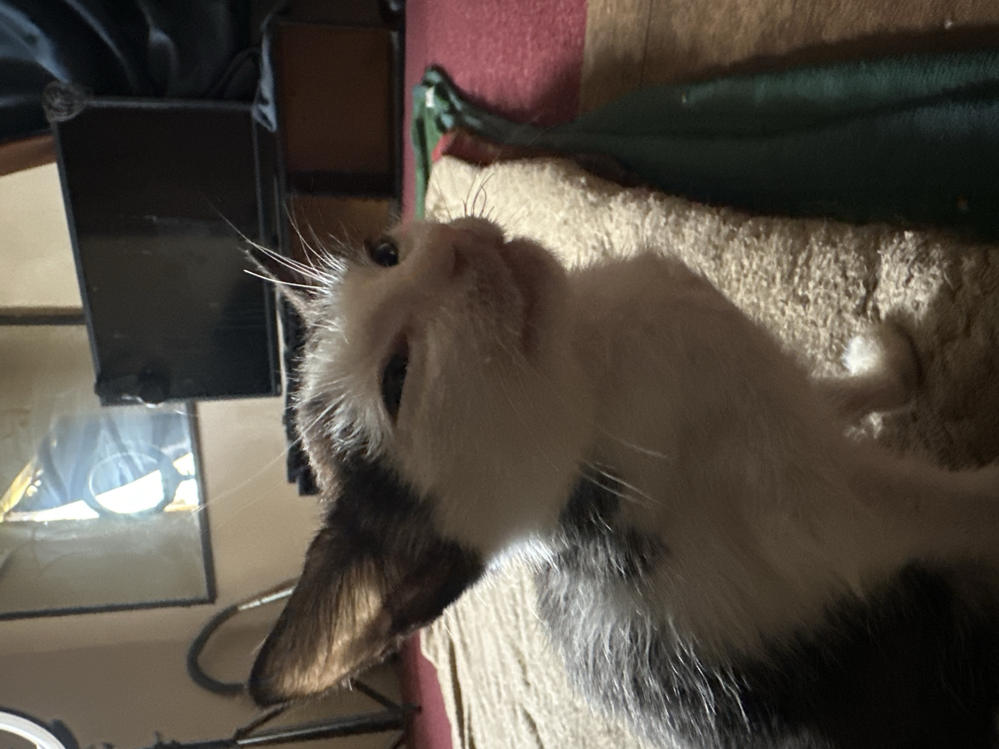 The image shows a close-up of a kitten with black and white fur. The kitten is looking to the right with its mouth slightly open, revealing its teeth and tongue. Its eyes are narrowed. The kitten is sitting on a textured, beige surface, possibly a rug or blanket. Behind the kitten, to the left, a ring light is visible on a tripod. Further in the background, a dark rectangular object, likely a television screen, is mounted on a stand. To the right, a dark green cloth is draped over what appears to be a wooden surface. The overall environment seems to be an indoor setting, possibly a room in Jos, Nigeria, given the context of the prompt, though no specific landmarks or signs of the city are explicitly visible in the image itself.