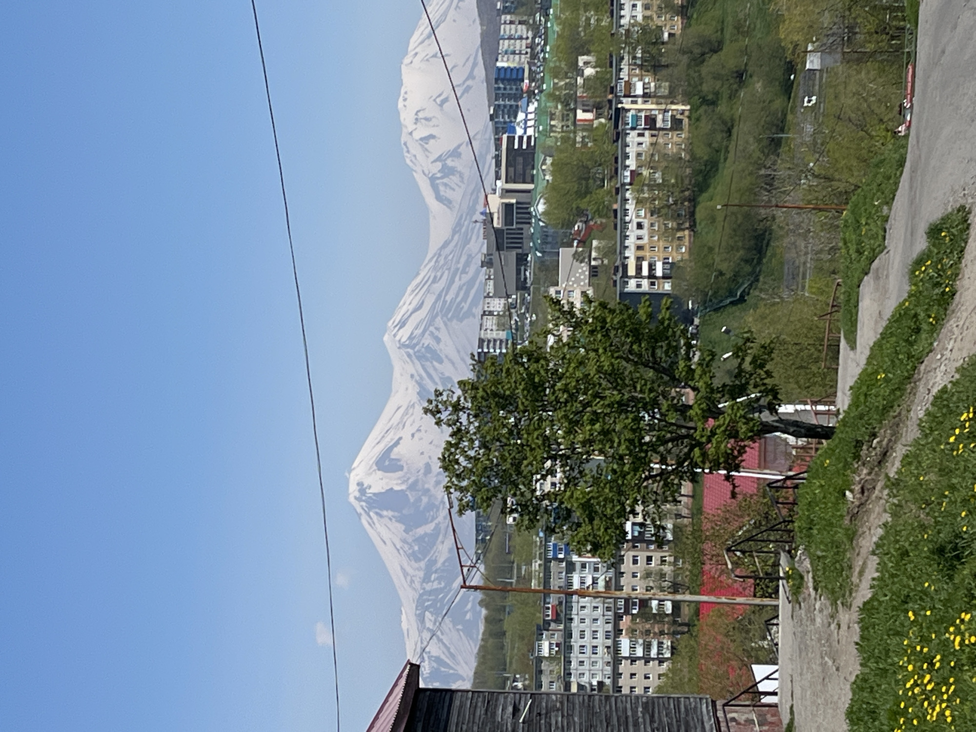 This is a photograph of the city of Petropavlovsk-Kamchatsky, Russia, with the snow-capped volcanoes of Avachinsky and Koryaksky visible in the background. The foreground features a grassy slope with scattered yellow wildflowers, leading up to a paved pathway. To the left, the side of a wooden building with a red roof is visible. Further into the mid-ground, a dense green tree stands prominently. Beyond the tree, a collection of multi-story apartment buildings, characteristic of Soviet-era architecture, forms a residential district. In the far background, the impressive volcanic peaks dominate the horizon under a clear blue sky. Power lines are visible crisscrossing the sky. The overall scene depicts a residential area of the city with a backdrop of dramatic natural scenery.