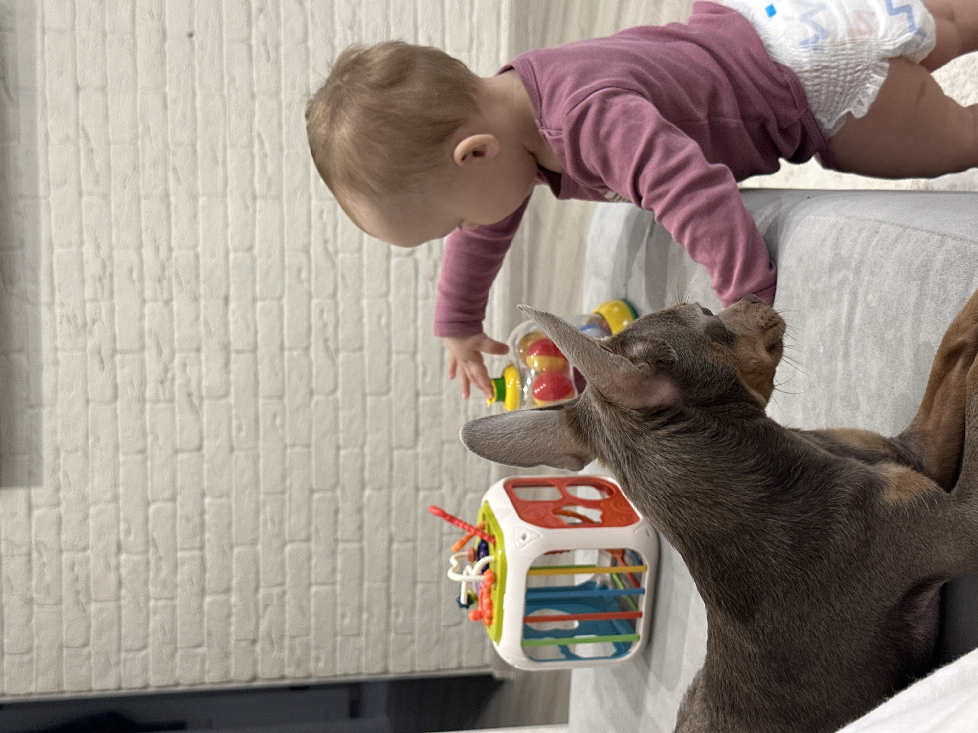This indoor scene in Chaikovsky, Russia, features a baby and a dog within a room with a white brick-patterned wall. A baby, wearing a purple long-sleeved top and a white patterned diaper, is positioned on the right, standing beside a grey upholstered surface. The baby's right arm is extended, reaching towards a yellow toy with a clear dome containing colorful balls, situated on the upholstered surface. To the left of the baby and on the same grey surface, a small, short-haired dog with dark brown-grey fur and tan markings lies, facing slightly towards the baby and toys. Its ears are erect. Further to the left on the upholstered surface, a white and multi-colored activity cube toy is visible. A light-colored floor is visible beneath the baby, and a dark doorway is partially visible in the distant left background.