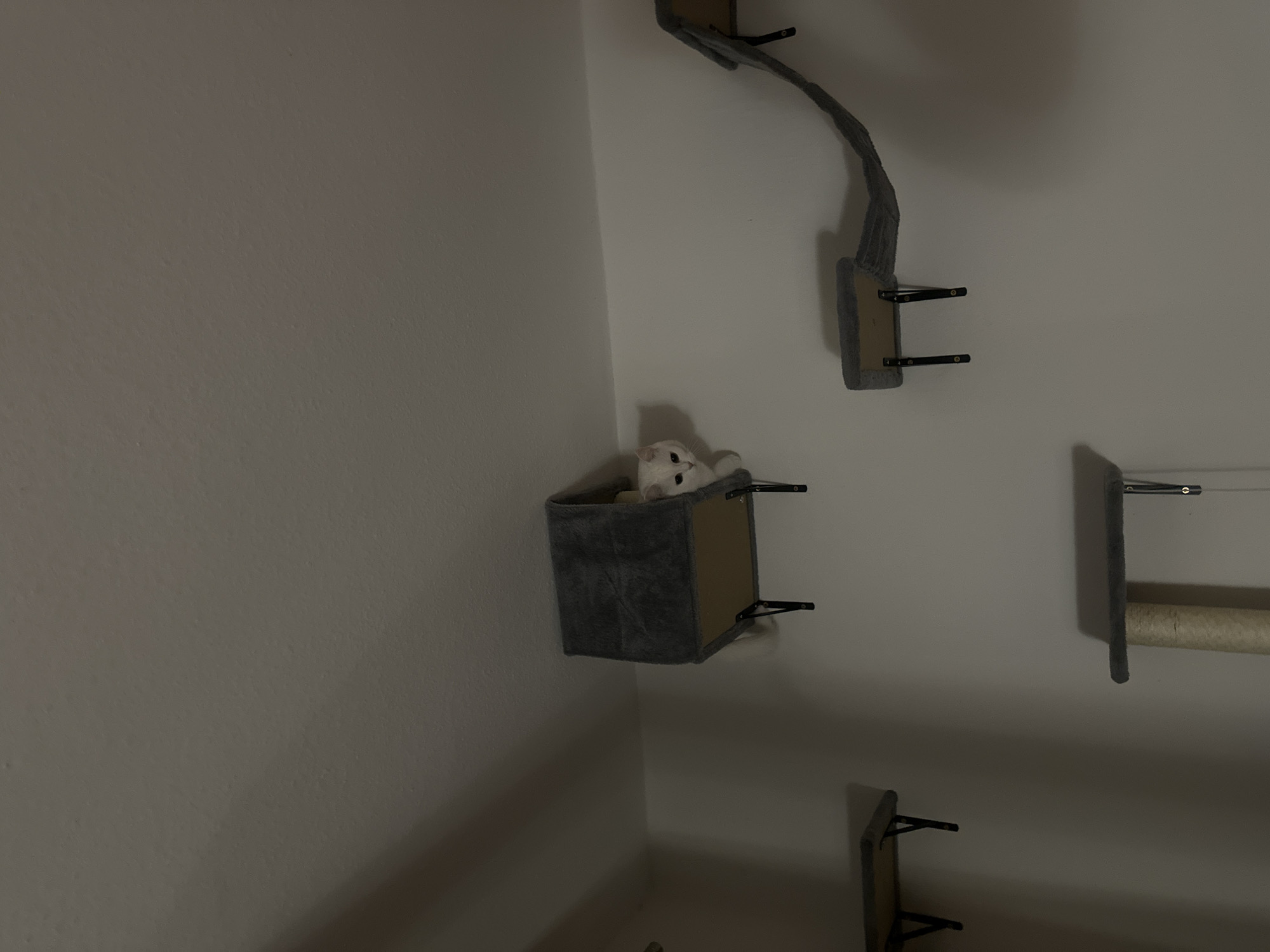 The image shows an indoor scene in Arzberg, Germany, featuring a white cat interacting with wall-mounted cat furniture. The setting is a corner of a room with plain, light-colored walls, appearing somewhat dimly lit, possibly in the evening, with soft shadows visible.
The central subject is a fluffy white cat with light-colored eyes, peeking out from a grey, fabric-covered box or hammock that is mounted securely to the wall. The cat appears calm and observant, looking out from its elevated perch.
Around the cat, several other pieces of a modular cat wall system are visible. Above and to the left of the cat, a curving grey fabric-covered ramp or shelf extends upwards, supported by black metal brackets. To the right, another wall-mounted unit includes a light-colored, cylindrical scratching post (likely sisal rope) attached to a grey platform. Below these, another small, grey-covered platform is visible on the lower right wall. The cat furniture is predominantly grey fabric with visible black metal support brackets and what appears to be wooden or cardboard backing. There is no visible text in the image.