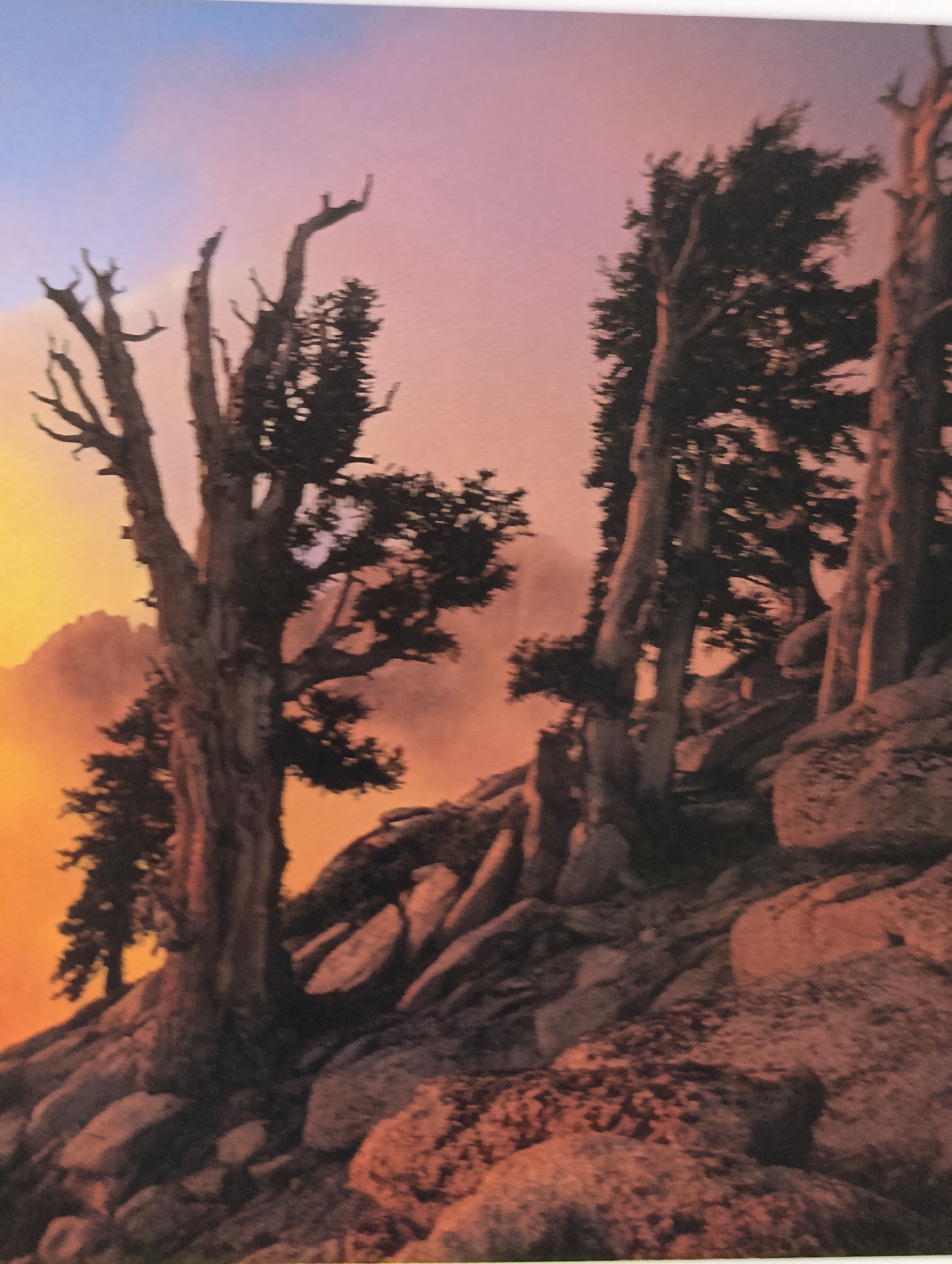 The image depicts a mountainous landscape at sunset or sunrise. Several ancient, gnarled pine trees with dark needles and bare, twisted branches dominate the foreground. These trees are growing on a rocky slope. Large boulders and rugged terrain are visible throughout the scene. The sky transitions from a warm yellow-orange near the horizon to a soft pink and then a pale blue at the top. The lighting suggests a dramatic and ethereal atmosphere. The location is unknown.