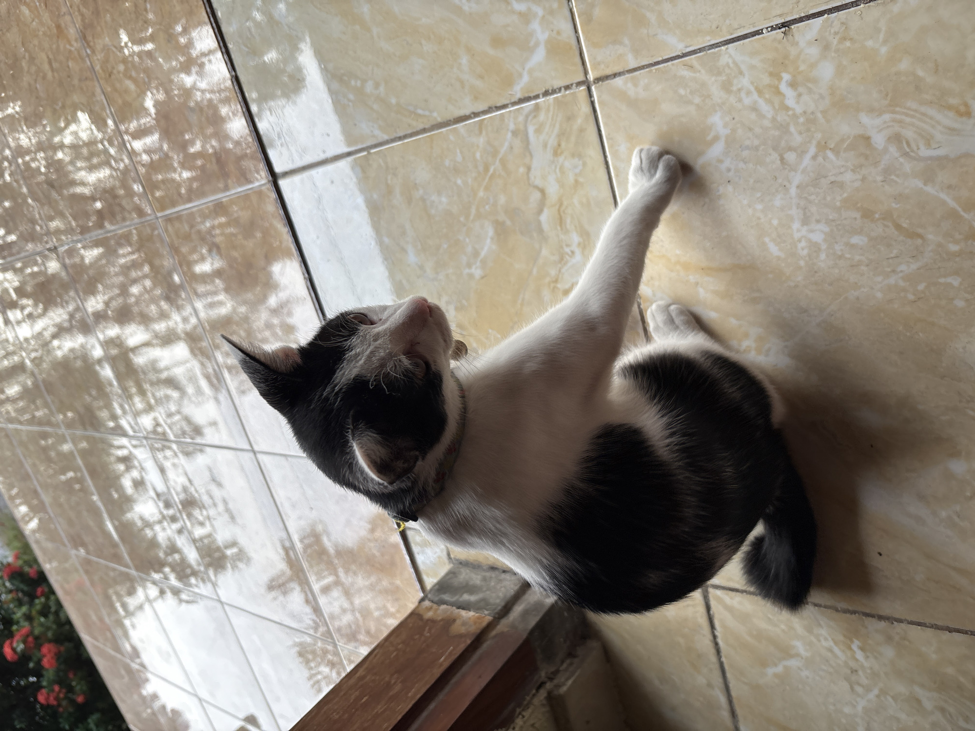 A black and white cat sits on a tiled floor with its back to the camera. The cat is wearing a collar. The floor is a pale yellow color with white veining. To the left of the cat is a wooden door frame. In the upper left corner of the image, a cluster of red flowers can be seen. The image appears to have been taken outdoors, possibly on a porch or patio in Gadingrejo, Indonesia, given the tiled flooring and outdoor plants.
