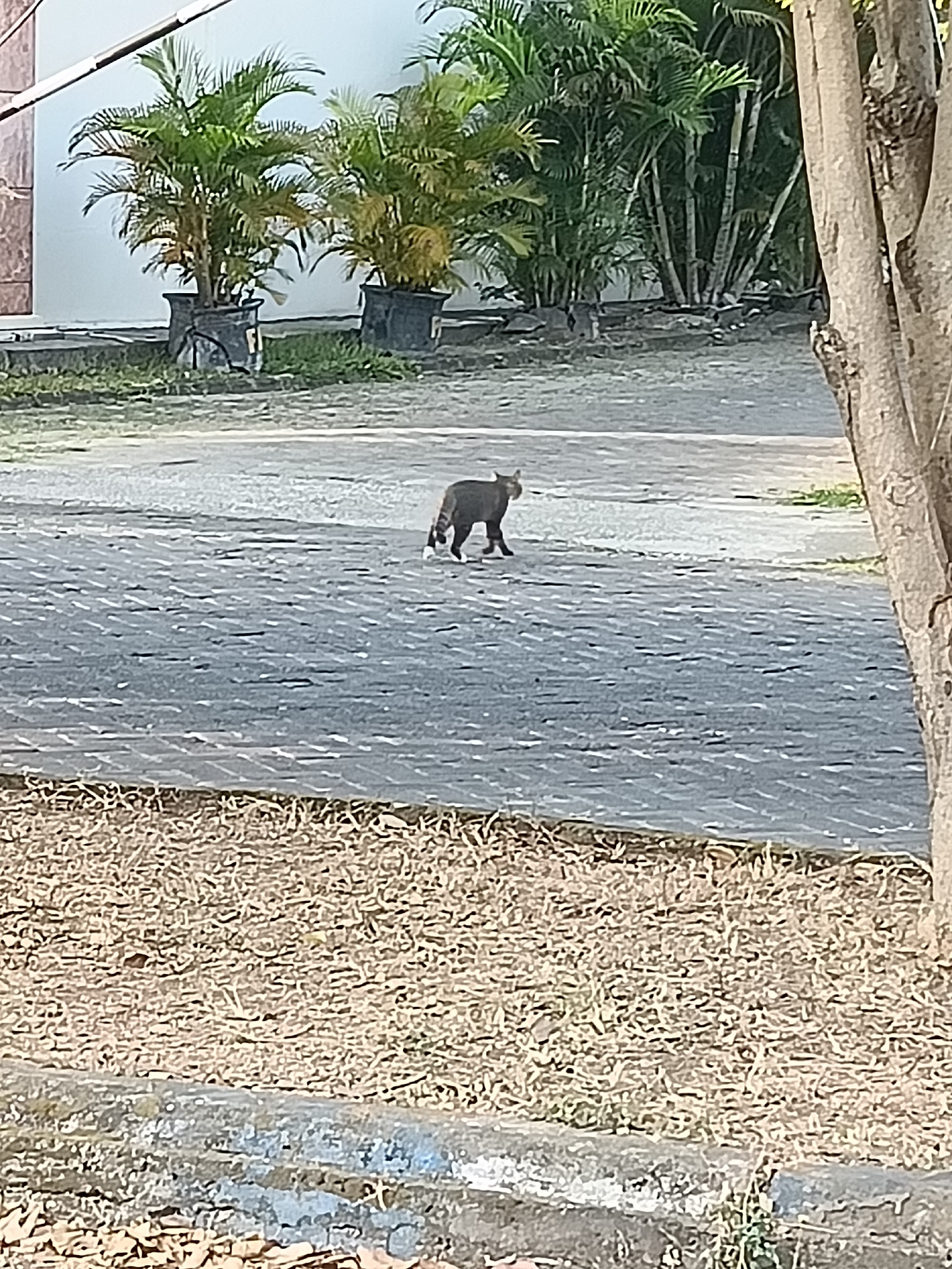 A medium shot captures a tabby cat walking on a paved pathway. The cat is dark gray with lighter tabby markings and a striped tail, and appears to be alone. The pathway is made of interlocking grey pavers with a textured surface. In the background, several potted palm trees are visible, with lush green fronds. Behind the trees, a light-colored wall suggests the presence of a building. The ground in the foreground is covered with dry, light brown grass and leaves. A portion of a tree trunk, rough in texture and light brown in color, is visible on the right side of the frame. The scene appears to be an outdoor area in a city, possibly a park or a residential complex, given the landscaping and the presence of a building. The lighting suggests it is daytime with clear weather. The image was taken in Kediri City, Indonesia.