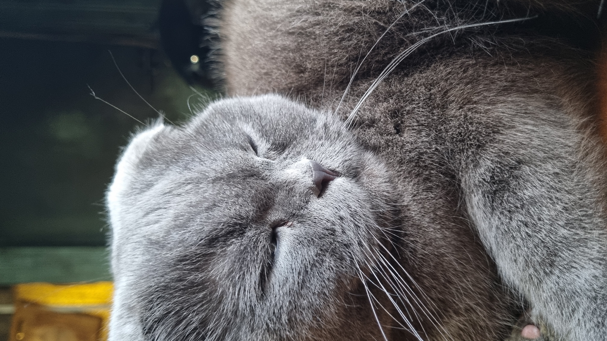 A close-up, high-angle shot shows the face of a grey Scottish Fold cat sleeping. The cat's eyes are closed, and its ears are folded down, characteristic of the breed. Its fur is dense and appears soft. Long, white whiskers fan out from its muzzle. The background is blurred, but suggests an indoor environment with a dark, possibly wooden surface behind the cat, and a hint of a yellow object to the left. There is no discernible location in the city of Vysokoe, Russia.