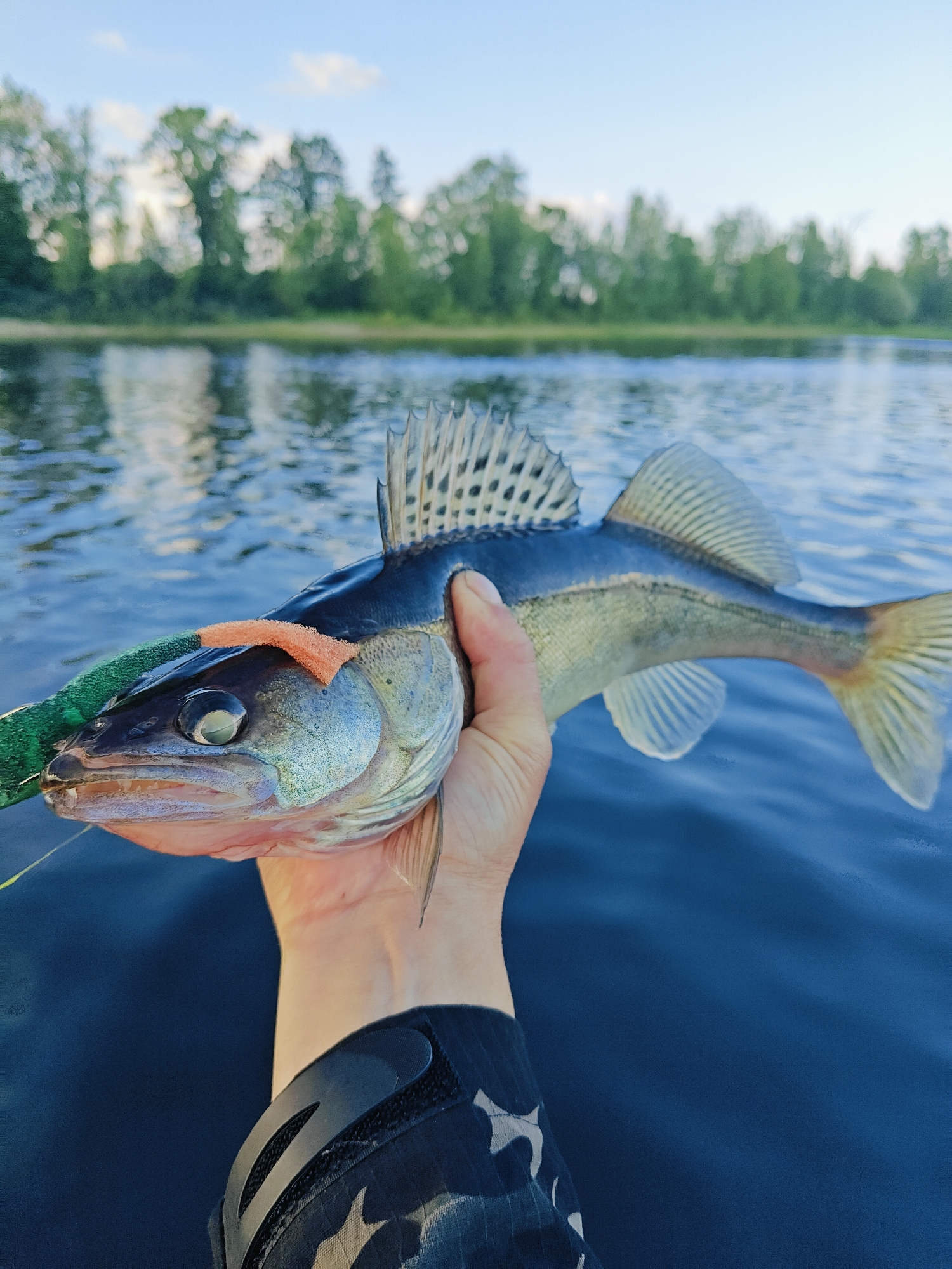 In this media file, a person is holding a freshly caught fish, likely a zander, out over a body of water. The fish, with its distinctive spiny dorsal fin and pale belly, is the primary subject. It has a bright orange lure near its mouth, and part of a green fishing lure is also visible. The person's hand, displaying a fair complexion and short fingernails, is securely gripping the fish. They are wearing a dark, patterned long-sleeved shirt or jacket with a textured black and grey design, and a black shoulder piece with a circular emblem.
The scene is set on a tranquil lake or river, with calm, deep blue water filling the lower portion of the frame. The surface of the water reflects the sky and the lush green foliage on the opposite bank. In the background, a dense line of trees with varying shades of green foliage stretches across the horizon. The sky is a clear, pale blue with a few wispy white clouds, suggesting it is daytime, likely late afternoon or early evening due to the soft lighting. The overall atmosphere is peaceful and serene, indicative of a successful fishing excursion in a natural, rural setting near Ol'khovskoye, Russia. The focus on the fish and the natural environment evokes a sense of accomplishment and connection with nature. No visible text is present in the image.