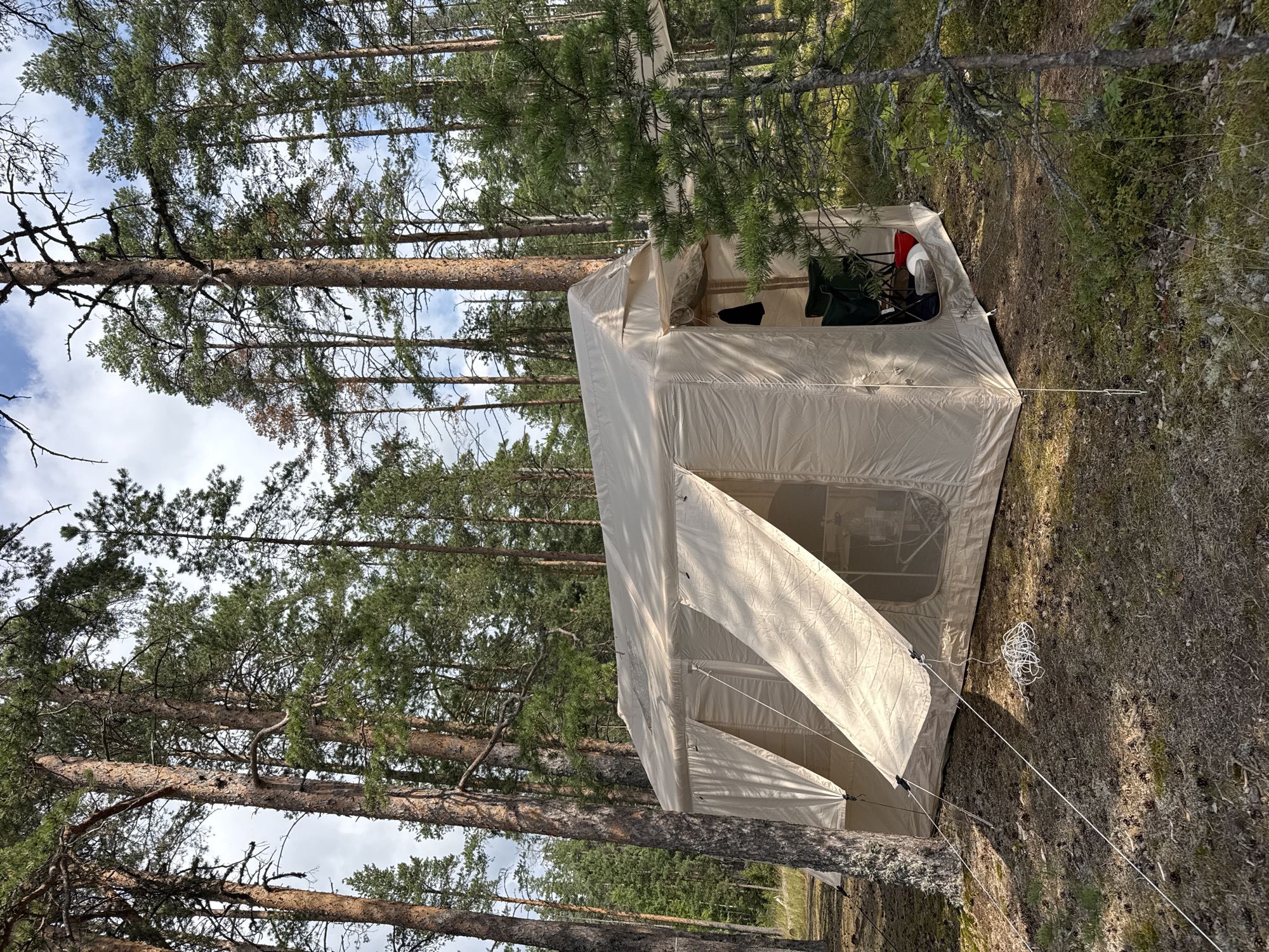 A spacious, tan canvas tent is set up in a forest clearing. The tent has multiple windows and doors, with some of the flap covers pulled open, revealing the interior. A green folding chair is visible inside the tent, along with a red bucket and other camping items. The tent is secured with guy ropes to the ground, which is covered in pine needles and moss. Tall pine trees surround the clearing, their trunks weathered and their needles forming a dense canopy overhead. The sky above is partly cloudy. The location is identified as Priladozhskoe, Russia, implying a wilderness or camping setting near Lake Ladoga.