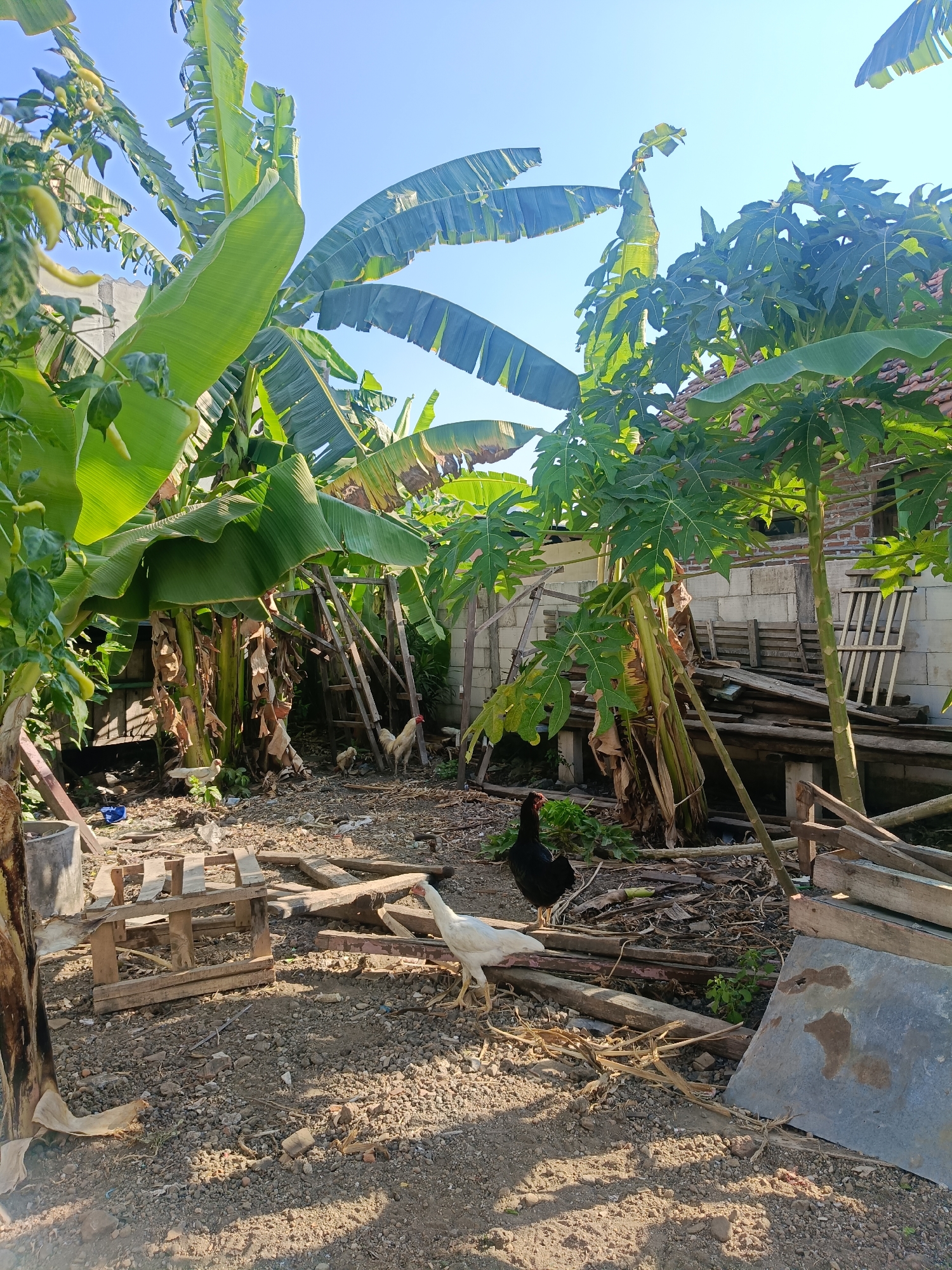 This image depicts a rural backyard scene in Ganting, Indonesia. Dominant elements include lush banana trees and a papaya tree with large, lobed leaves, suggesting a tropical environment. The ground is covered in a mix of gravel, dry leaves, and debris, indicating a somewhat unkempt but lived-in space. Several wooden structures, possibly makeshift shelters or storage, are present, along with discarded wooden planks and a metal sheet. The focal point of the image is the presence of chickens: a white chicken stands prominently in the foreground, while a black chicken is visible further back. A white rooster is also present, standing near a banana tree trunk. The sky is clear and blue, suggesting it is daytime. The overall impression is of a humble, functional outdoor space in a village setting.
