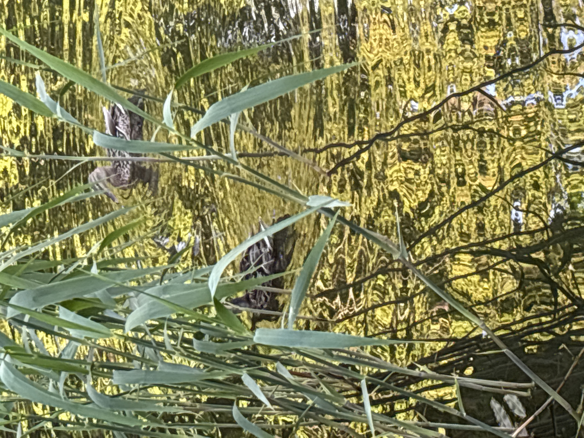 This close-up, eye-level photograph captures a natural scene, likely alongside a body of water in Saint Petersburg, Russia. The image is dominated by a dense foreground of tall, green reeds and grasses, creating a layered, almost camouflaged view.
In the middle ground, partially obscured by the foliage, a duck is visible in the water. Its speckled brown and white plumage is distinguishable, suggesting it is either swimming or resting, blending with the rippled surface.
The background consists primarily of the water's surface, which reflects the sunlit foliage or trees overhead. These reflections are distorted by ripples and movement, creating an abstract, painterly pattern of vibrant yellow, golden, and deep green tones. Darker, intricate lines within the reflections suggest the presence of branches or submerged elements.
The scene conveys a calm, bright daytime ambiance. The overall impression is one of a tranquil habitat where wildlife is partially hidden within its natural environment. There is no visible text in the image.
