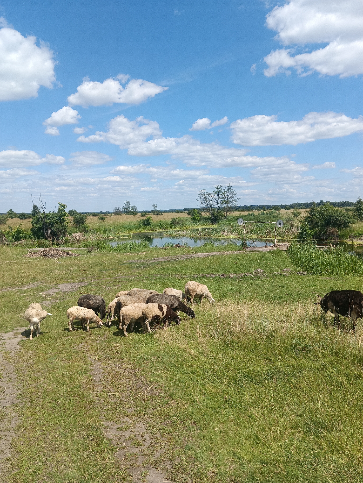 A flock of sheep graze in a grassy field under a partly cloudy blue sky. In the mid-ground, a small body of water is visible, with a narrow bridge crossing it. The landscape is rural, with trees and tall grass visible in the background. A single dark-colored animal, possibly a goat, stands to the right of the sheep. The scene appears to be a pastoral setting in an unspecified location.