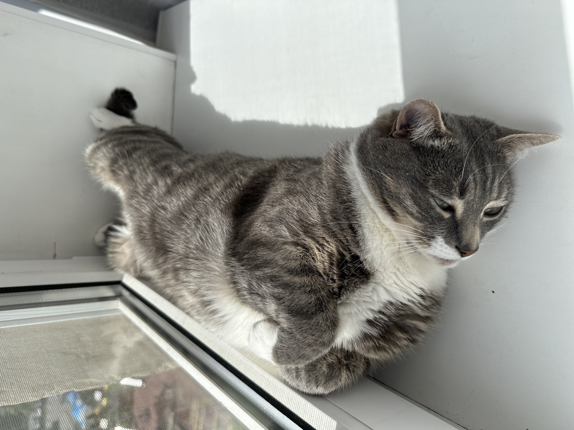 A gray and white tabby cat is the central subject, resting peacefully on a bright white surface, likely a wide window sill or a shelf next to a window. The cat is stretched out, lying on its belly with its front paws tucked neatly under its chest. Its fur displays distinct gray stripes on its back and head, contrasting with large areas of white fur on its chest, belly, and paws. The cat's head is turned slightly to its right and downwards, with its eyes appearing partially closed, conveying an expression of calm relaxation or contentment.
The scene is an indoor setting dominated by crisp white walls and surfaces, creating a clean and luminous environment. A window frame with a mesh screen is visible in the lower left foreground, offering a blurry glimpse of the outdoors. Strong, sharp shadows are cast across the white wall behind the cat, indicative of direct and abundant natural sunlight. This suggests it is daytime, possibly morning or afternoon, with the sun shining brightly into the room. The overall impression is one of quiet repose, with the cat seemingly basking in the warmth of the sun. There is no visible text in the image.