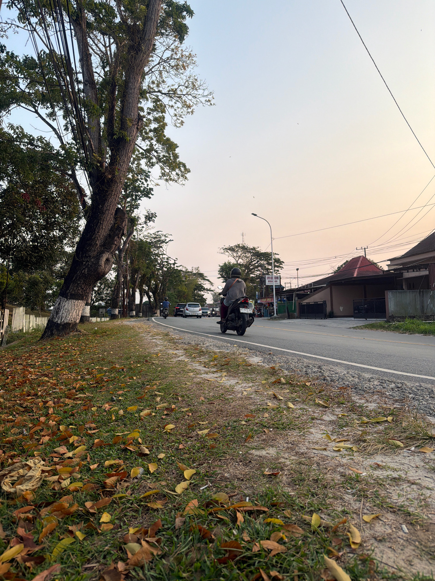 The image depicts a road scene in Balikpapan, Indonesia, during the late afternoon or early evening. A person is riding a scooter on the right side of the asphalt road, heading away from the camera. Cars are visible in the distance on the same road, suggesting moderate traffic. The roadside is lined with trees, some of which have white paint markings on their lower trunks, possibly for identification or protection. Fallen leaves are scattered on the grassy area and the shoulder of the road, indicating a possible transition to a drier season or the presence of deciduous trees. The sky is a gradient of pale blue and orange, typical of sunset. Buildings, including a structure with a red roof, are visible on the right side of the road, along with utility poles and overhead wires. The overall environment appears to be semi-urban or suburban, with a mix of natural elements and man-made infrastructure.
