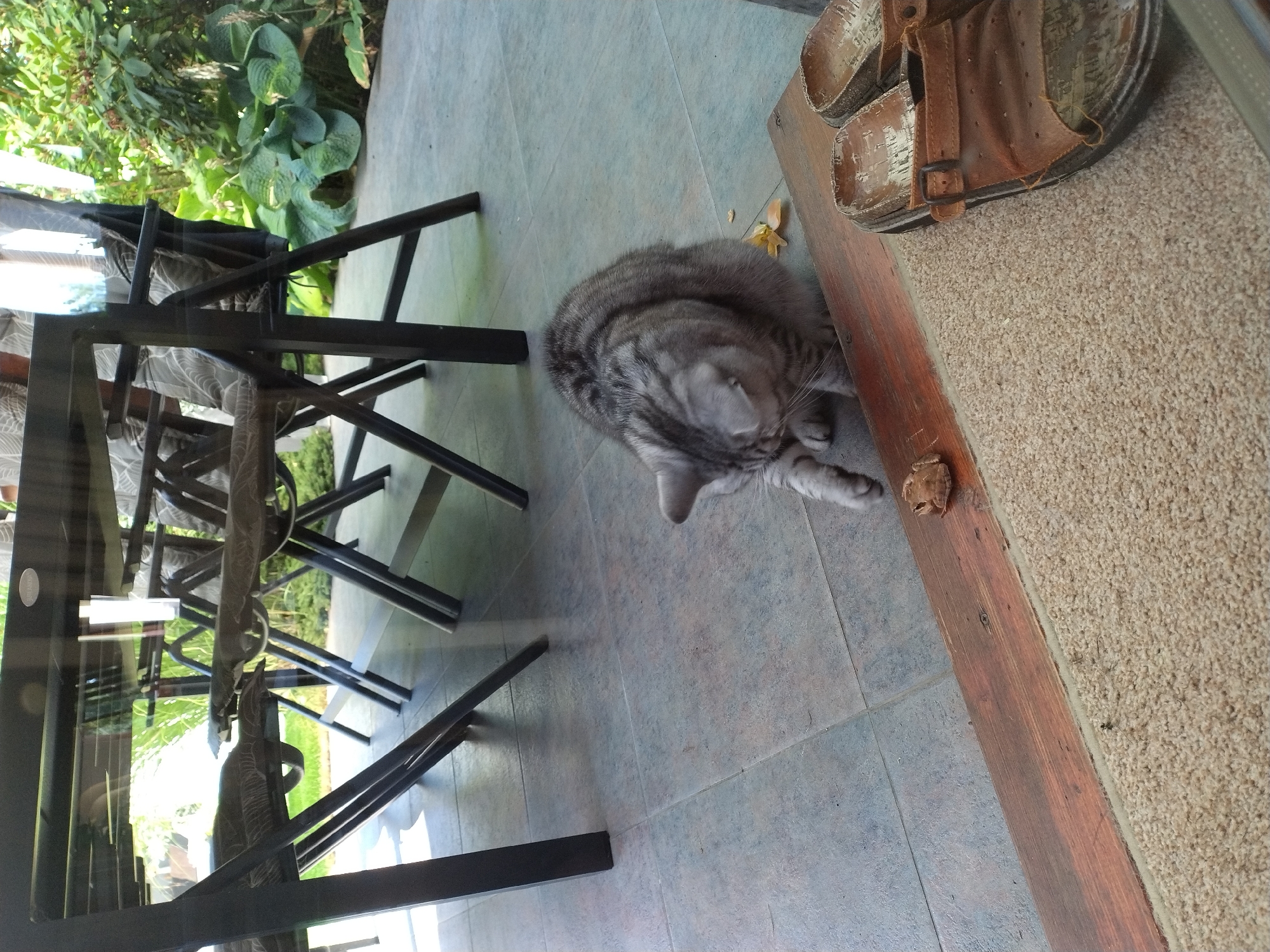 A tabby cat is captured in a low-angle outdoor shot, sitting on a tiled patio in front of a wooden plank that separates the tile from a beige carpet. The cat is focused on a small, brown object on the wooden plank, with its paw extended. Behind the cat, a black metal dining table with glass top is visible, reflecting the lush green foliage and trees in the background, suggesting an outdoor dining area. Two pairs of brown leather sandals are placed on the carpet, to the right of the image. The scene is located on an outdoor patio, possibly in Písek, Czechia, given the context.