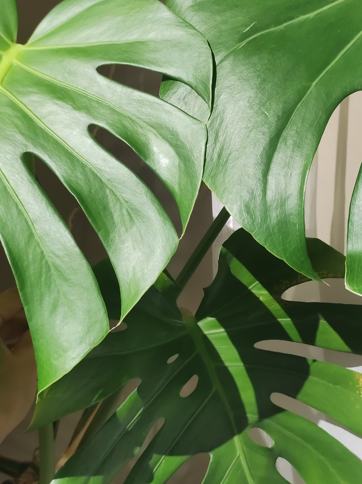The image provides a close-up, top-down view of a Monstera plant, showcasing its distinctive large, glossy, and deeply fenestrated green leaves. Multiple leaves overlap, creating a dynamic composition of varying shades of green, from vibrant, brightly lit areas to darker, shadowed sections.
The notable details primarily revolve around the interplay of light and shadow. Strong, well-defined shadows cast by the upper leaves onto the lower ones and the light-colored background indicate direct sunlight, suggesting it is daytime, likely morning or late afternoon. The bright highlights on the leaves enhance their smooth, somewhat waxy texture.
The setting appears to be indoors, with a plain, light-colored background that could be a wall or curtain, hinting at a location near a window. While the leaves are generally healthy, some exhibit minor imperfections such as small brown spots or slight discoloration on the edges. No specific activity or event is taking place, as the image captures a still life of the plant. There is no visible text within the image. This Monstera plant is located in Chaikovsky, Russia.