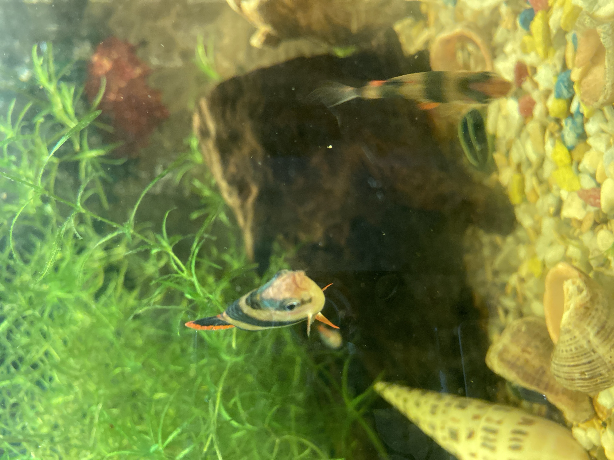 The image depicts an aquarium with several fish, aquatic plants, decorative shells, and pebbles. In the foreground, a fish with black and orange stripes is swimming towards the camera. To the left, a long, conical, yellowish shell is visible. In the background, lush green aquatic plants dominate the scene, with a dark brown rock formation situated behind them. Another fish, also with stripes, is partially visible in the mid-ground. The bottom of the aquarium is covered with colorful pebbles. No people or any specific location in Volzhsk, Russia, can be identified from this image.
