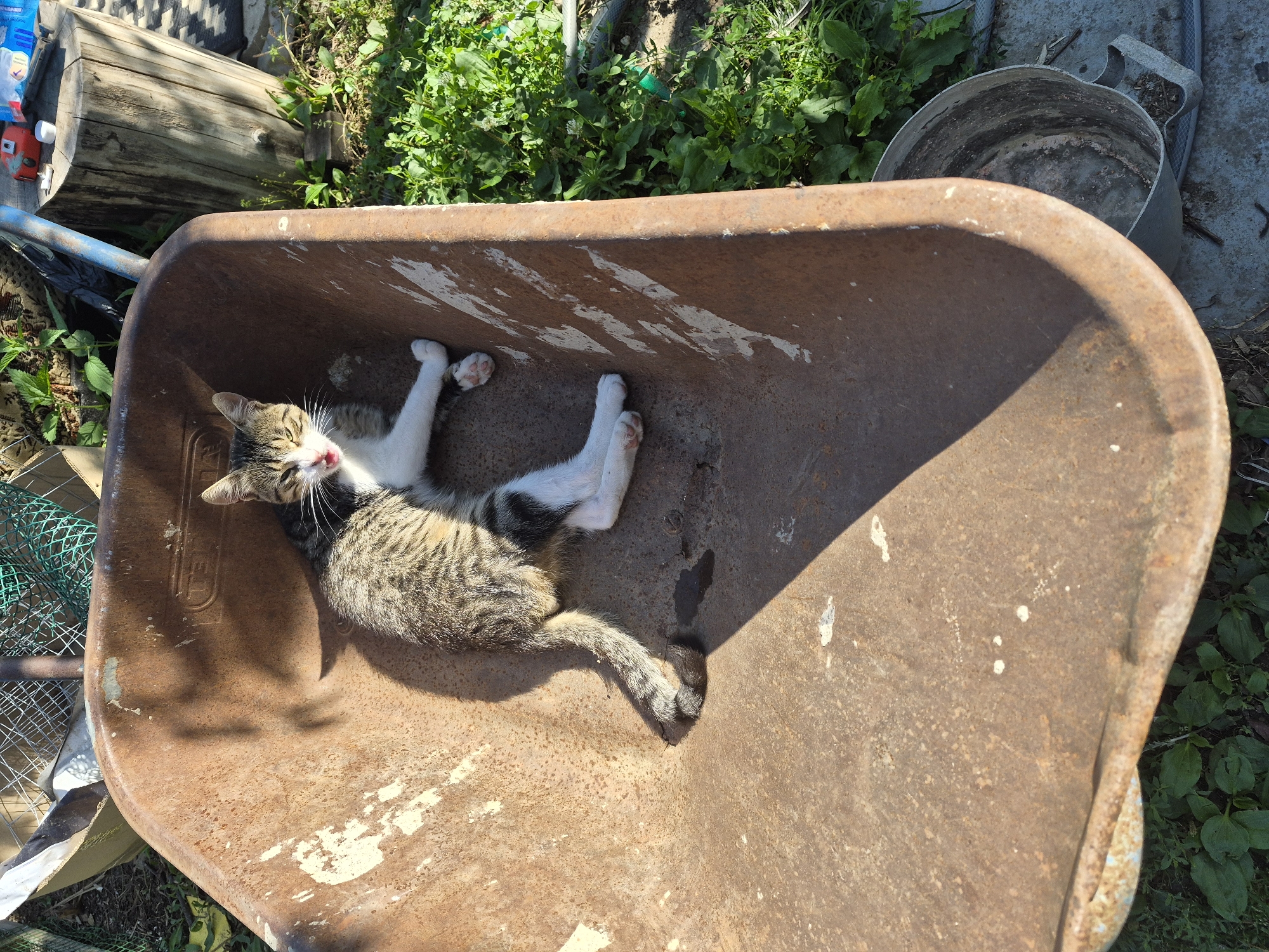 A tabby cat is lying inside a rusty wheelbarrow, which is positioned outdoors amongst greenery. The cat, with its tongue sticking out, is resting on its side, with its front paws extended and its hind legs tucked. The wheelbarrow is brown and shows signs of rust and wear. In the background, there is more green foliage, a concrete surface, and a wooden stump with some items on top. The scene appears to be in a backyard or garden setting.